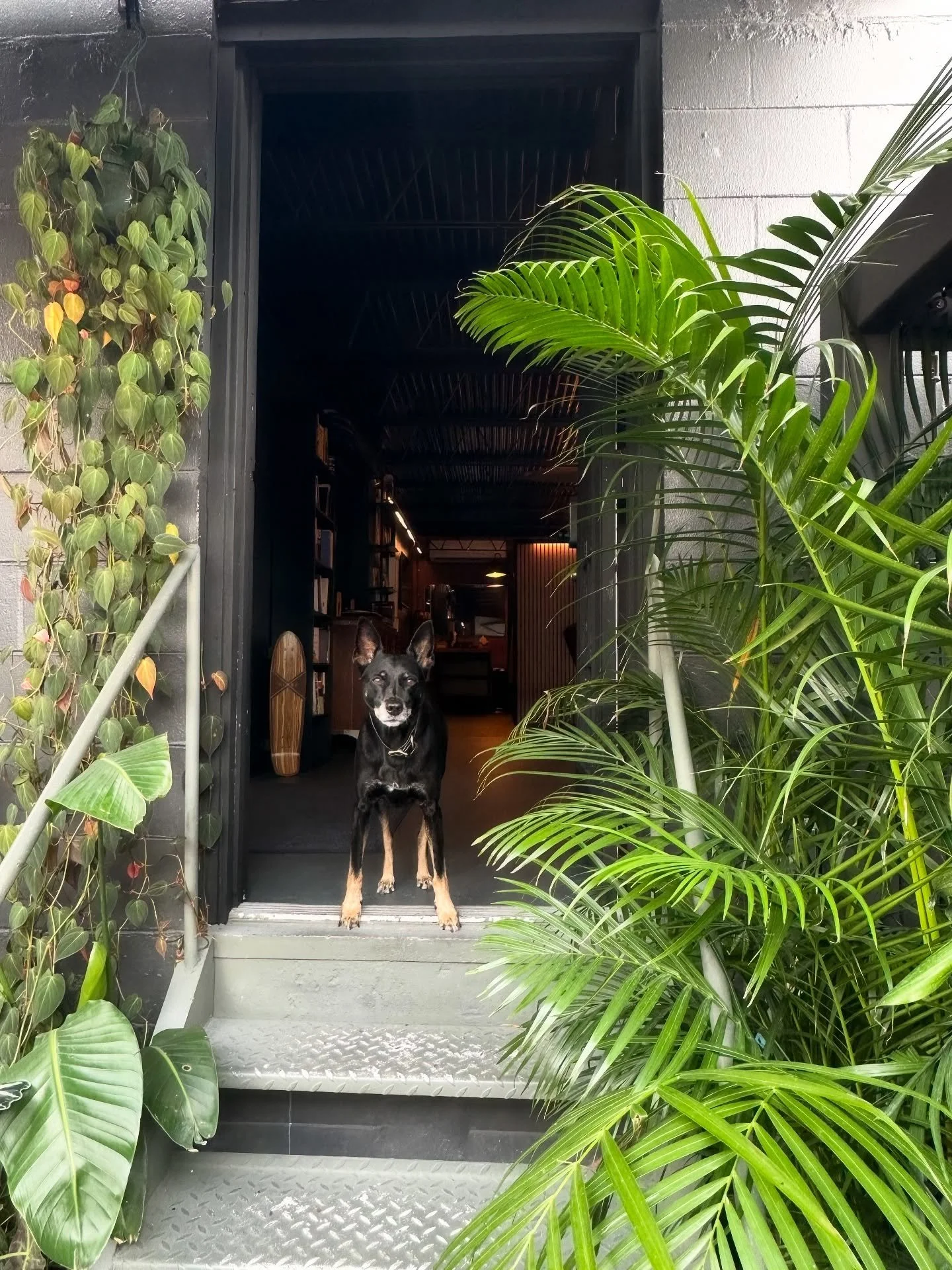 Guard dog 🐕 #mydogjits 
Click the link in the bio to get started 🏴&zwj;☠️
TEXT 321.300.3750
orlandograpplingclub.com

Like + Follow @ogcmbrsonly for quality grappling content
#shopdog #dogsofinstagram #manchesterterrier #doggo #jiujitsudog #yogadog