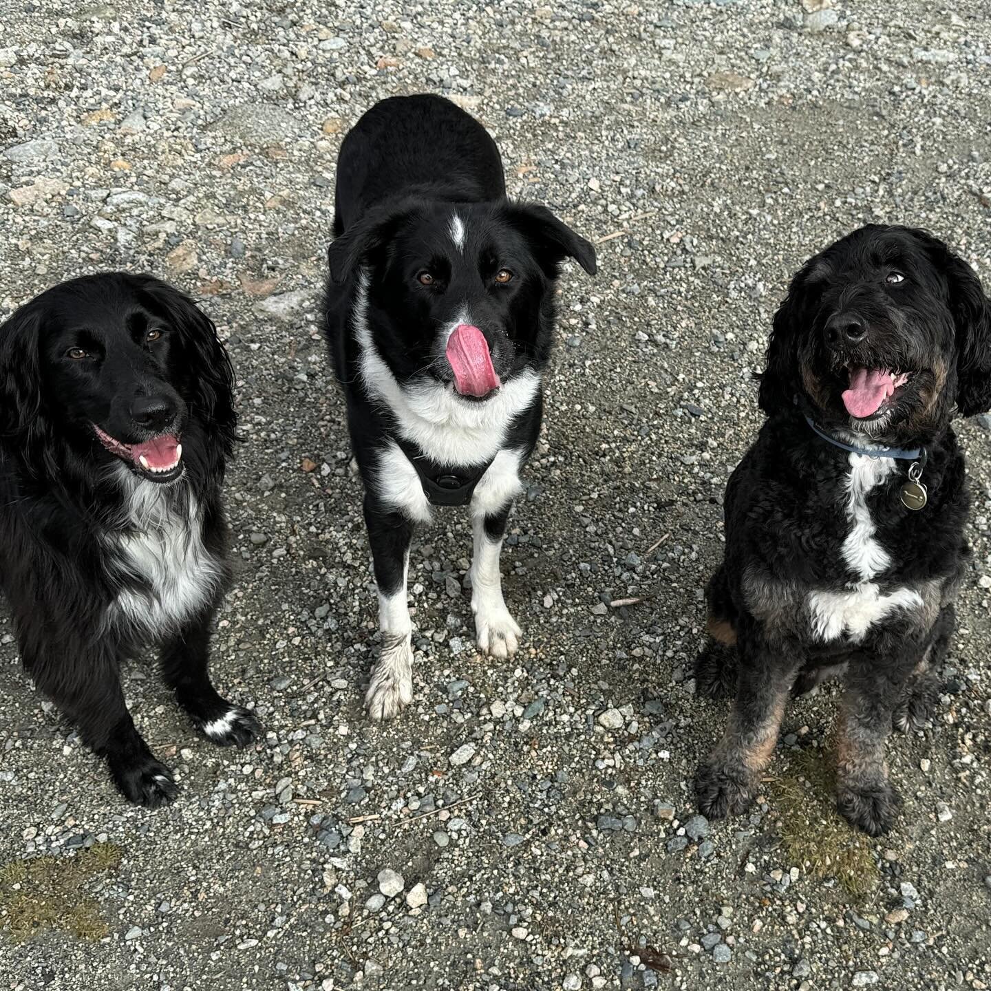 never a dull moment with this trio around&mdash;they always make me laugh🫶🏼🐶🐾
.
.
.
#dogsofinstagram #dog #dogs #vancouverdogwalker #dogsofvancouver #vancity #canada #dogwalker #petcare #pets #petsofinstagram #dogstagram #dogwalker #happydogs #no