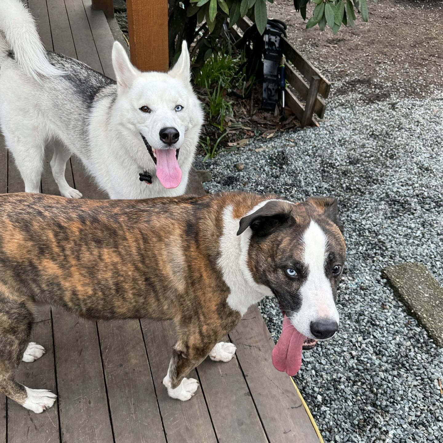 my two crazy husky boys🫶🏼
.
.
.
#dogsofinstagram #dog #dogs #vancouverdogwalker #dogsofvancouver #vancity #canada #dogwalker #petcare #pets #petsofinstagram #dogstagram #dogwalker #happydogs #northvancouver #northshore #adventuredogs #thepupclubpet