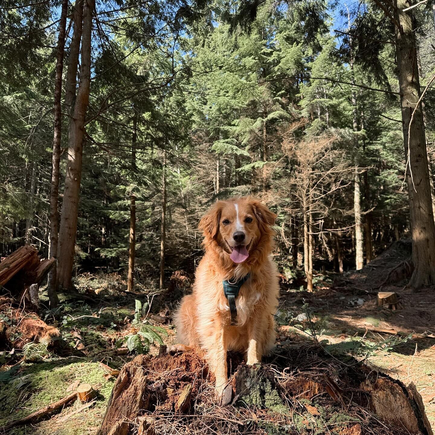 spring break with my girl cali🩷
.
.
.
#dogsofinstagram #dog #dogs #vancouverdogwalker #dogsofvancouver #vancity #canada #dogwalker #petcare #pets #petsofinstagram #dogstagram #dogwalker #happydogs #northvancouver #northshore #adventuredogs #thepupcl