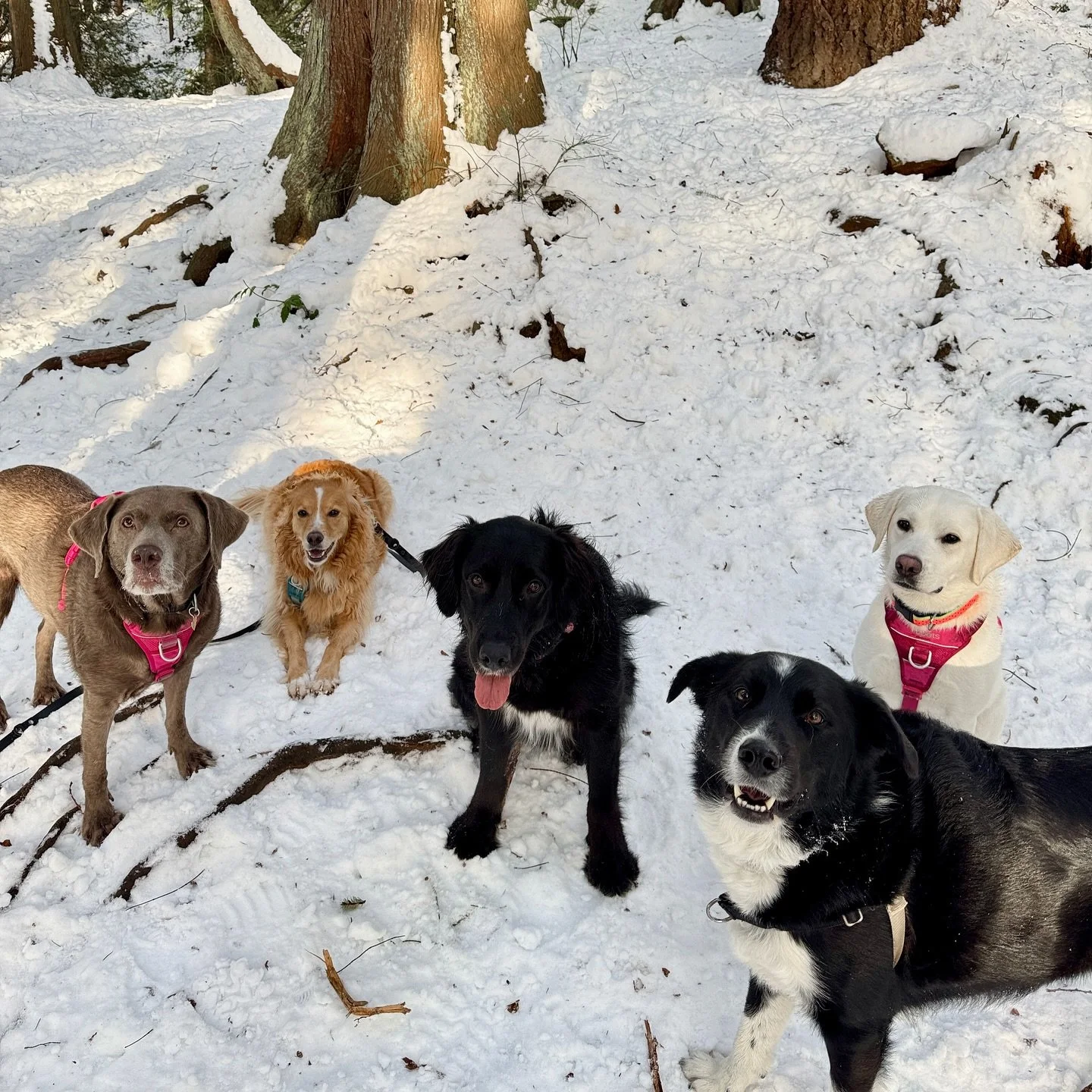 snow days❄️🐾🐶
.
.
.
#dogsofinstagram #dog #dogs #vancouverdogwalker #dogsofvancouver #vancity #canada #dogwalker #petcare #pets #petsofinstagram #dogstagram #dogwalker #happydogs #northvancouver #northshore #adventuredogs #thepupclubpetservices