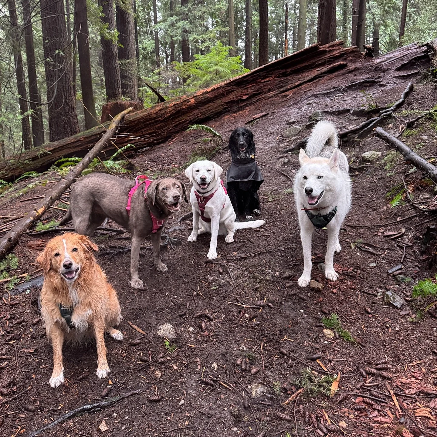 rainy day pups🐶🐾🫶🏼☔️
.
.
.
#dogsofinstagram #dog #dogs #vancouverdogwalker #dogsofvancouver #vancity #canada #dogwalker #petcare #pets #petsofinstagram #dogstagram #dogwalker #happydogs #westvancouver #northshore #adventuredogs #thepupclubpetserv