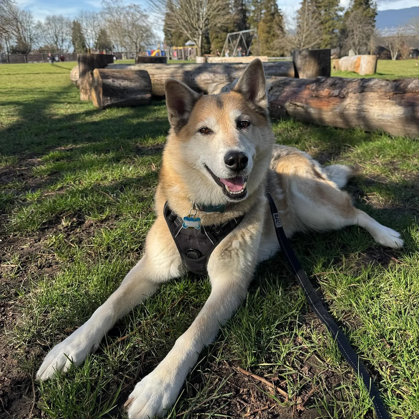 Jas❤️❤️
.
.
.
#dogsofinstagram #dog #dogs #vancouverdogwalker #dogsofvancouver #vancity #canada #dogwalker #petcare #pets #petsofinstagram #dogstagram #dogwalker #happydogs #northvancouver #northshore #adventuredogs #thepupclubpetservices