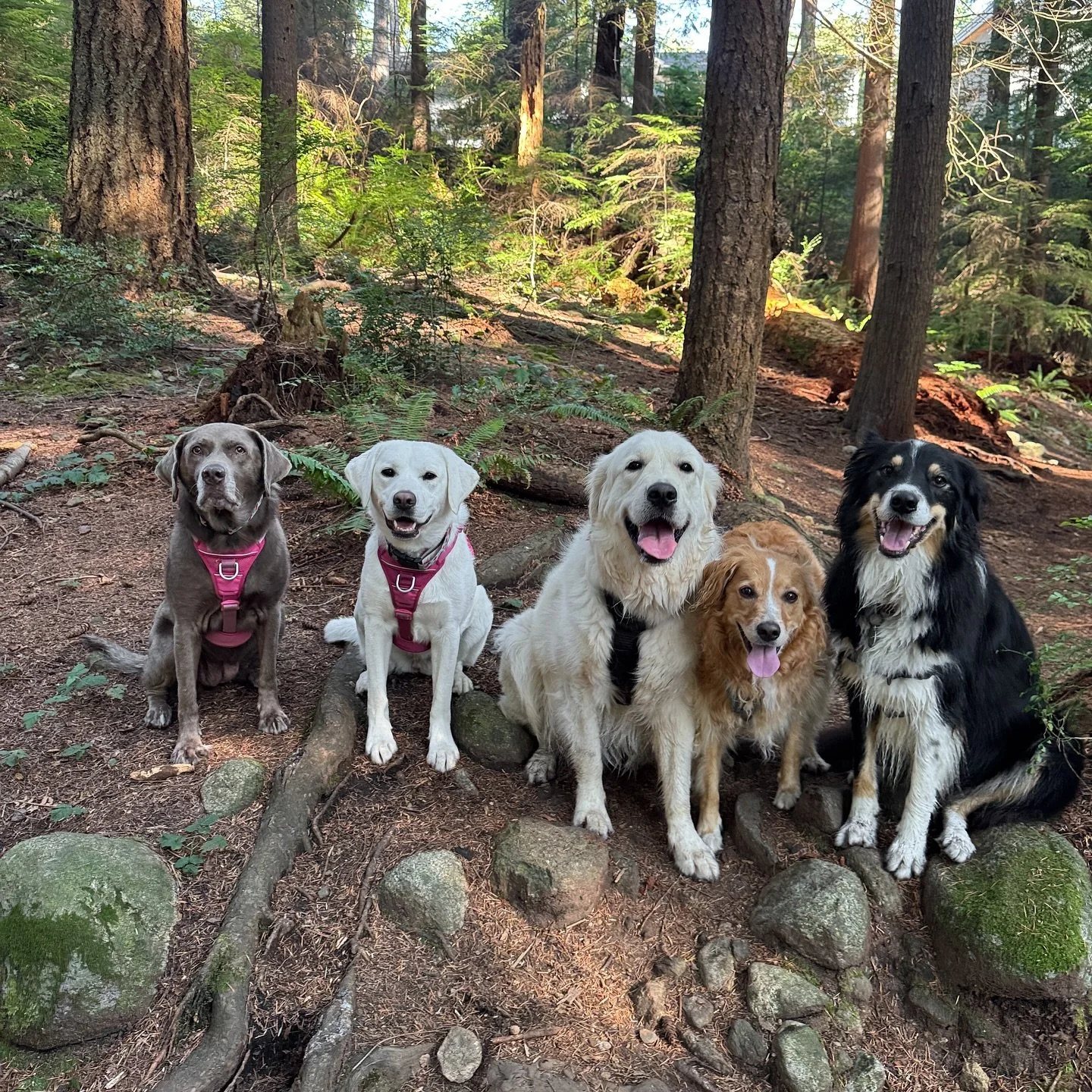 my world❤️❤️❤️
.
.
.
#NorthVancouverDogs #WestVancouverDogs #VancouverDogWalker #NorthShoreDogs #PupClub #DogWalkerLife #GroupDogWalks #AdventurePups #HappyTails #PackWalk #FluffyFriends #DogsofInstagram #Pupstagram #DogsOfTheDay #Pawfect #DailyDog #