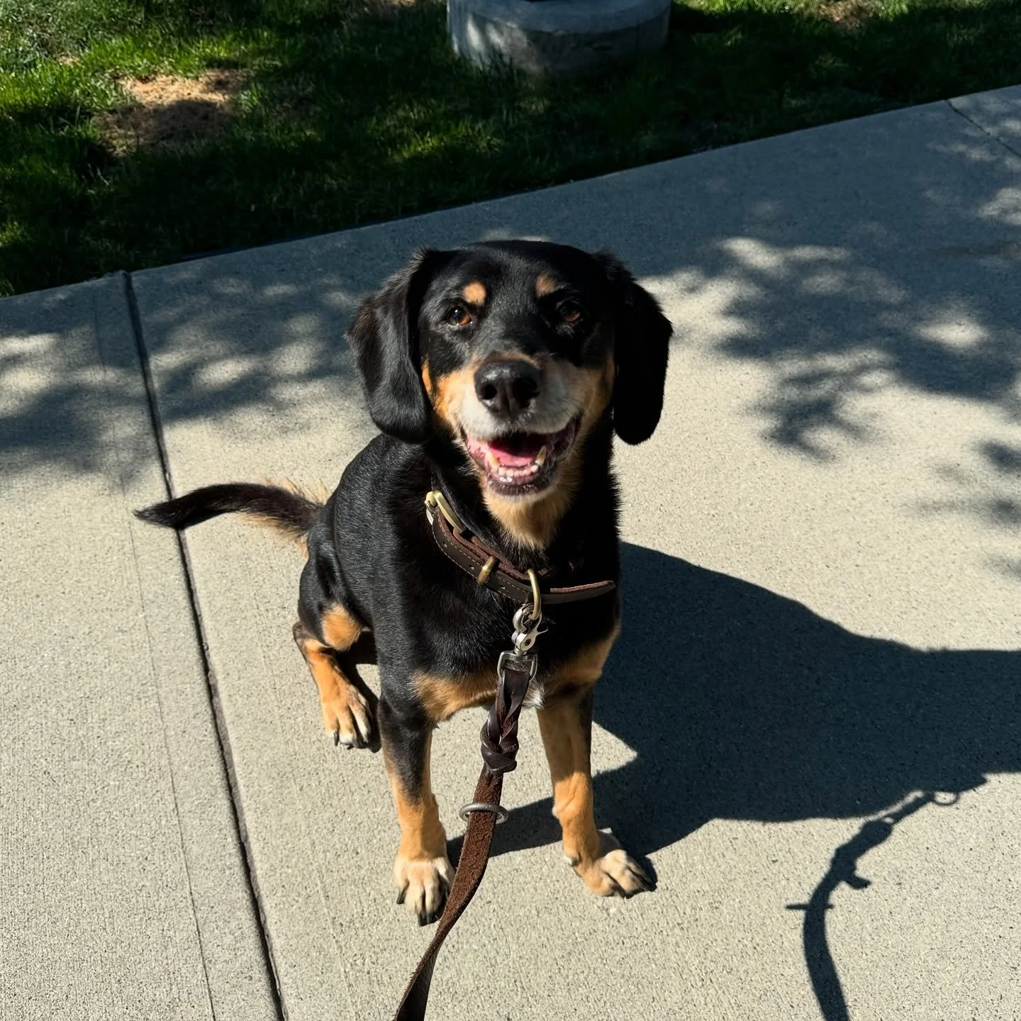 last week, Charlie crossed the rainbow bridge 🌈 I am at a loss for words. No one prepares you for the loss of an animal, and my heart feels so heavy. I will miss you dearly, Charlie. You had such a pure and gentle soul, and I loved our walks through