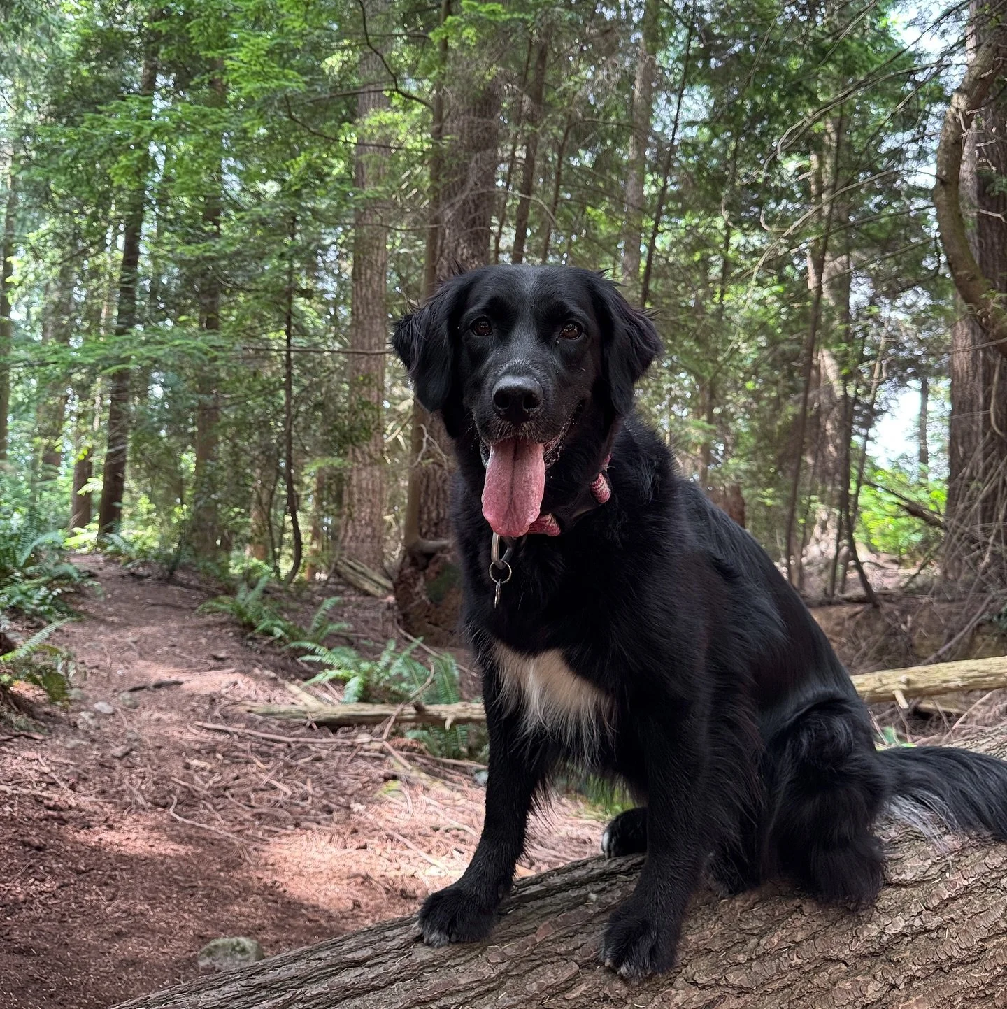 weekend walks with my silly girl piper🫶🏼🐾🐶
.
.
.
#dogsofinstagram #dog #dogs #vancouverdogwalker #dogsofvancouver #vancity #canada #dogwalker #petcare #pets #petsofinstagram #dogstagram #dogwalker #happydogs #northvancouver #northshore #adventure