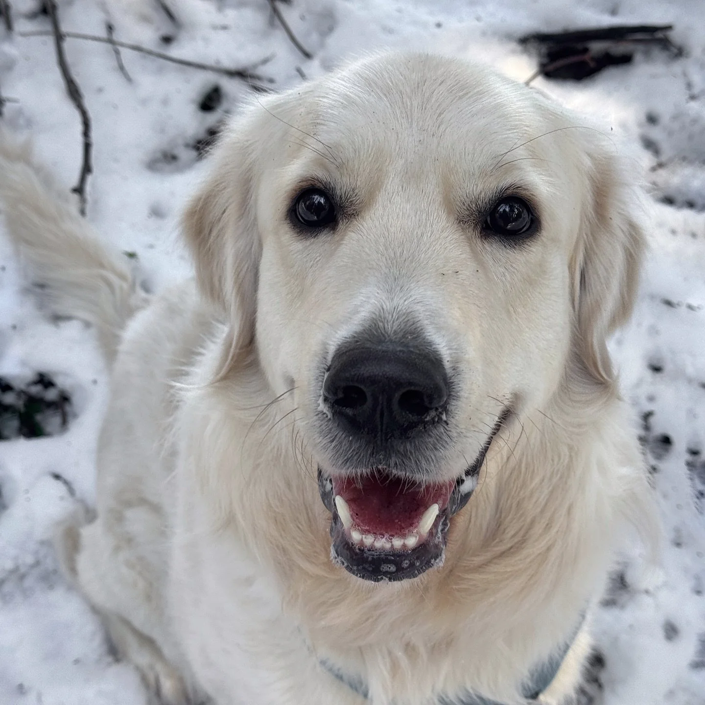 Midas💙
.
.
.
#dogsofinstagram #dog #dogs #vancouverdogwalker #dogsofvancouver #vancity #canada #dogwalker #petcare #pets #petsofinstagram #dogstagram #dogwalker #happydogs #northvancouver #northshore #adventuredogs #thepupclubpetservices