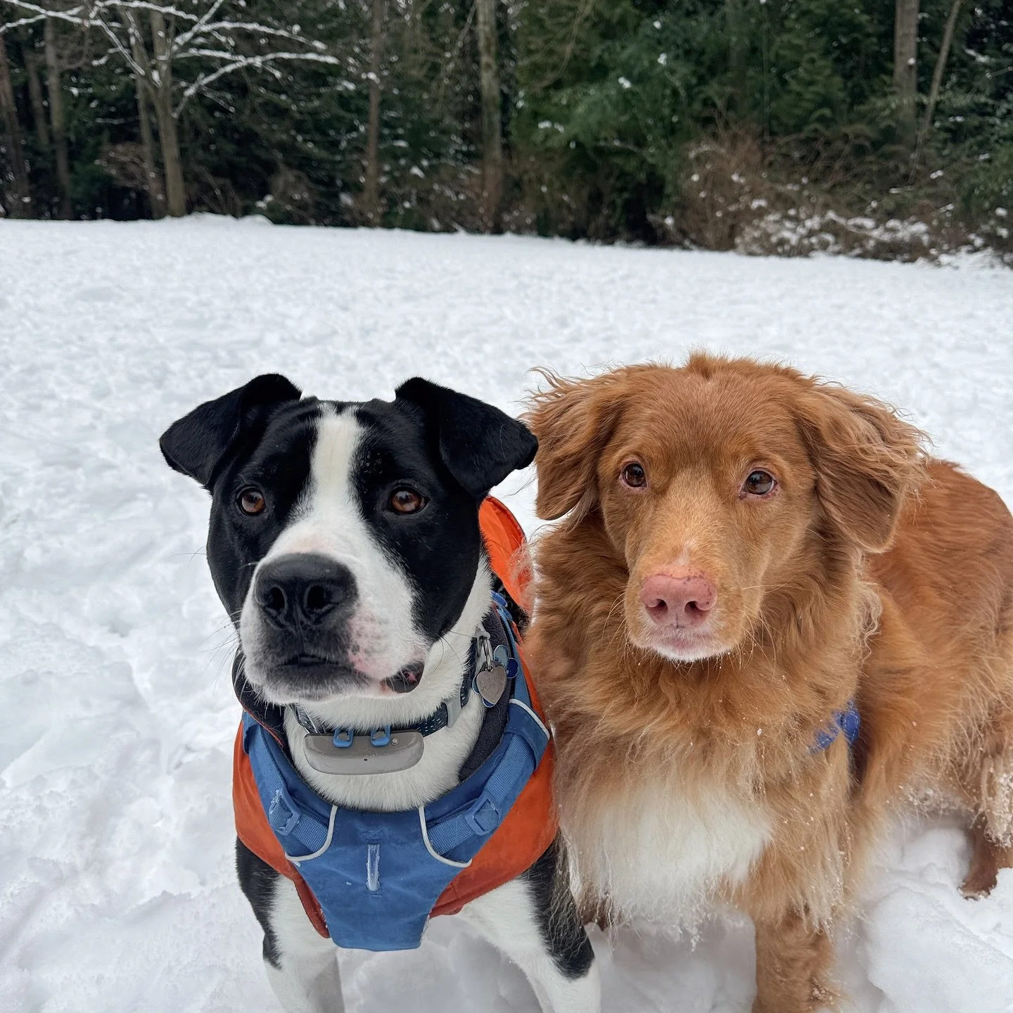 the sweetest brothers❤️ shelly and hank
.
.
.
#dogsofinstagram #dog #dogs #vancouverdogwalker #dogsofvancouver #vancity #canada #dogwalker #petcare #pets #petsofinstagram #dogstagram #dogwalker #happydogs #northvancouver #northshore #adventuredogs #t