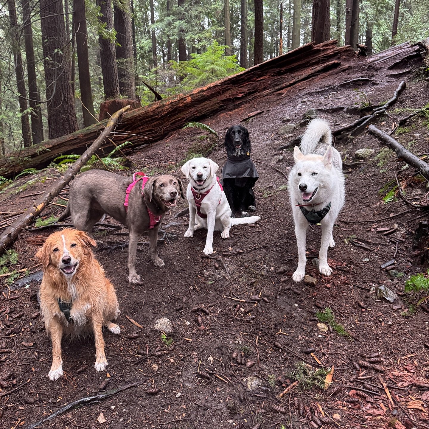 rainy day pups🐶🐾🫶🏼☔️
.
.
.
#dogsofinstagram #dog #dogs #vancouverdogwalker #dogsofvancouver #vancity #canada #dogwalker #petcare #pets #petsofinstagram #dogstagram #dogwalker #happydogs #westvancouver #northshore #adventuredogs #thepupclubpetserv