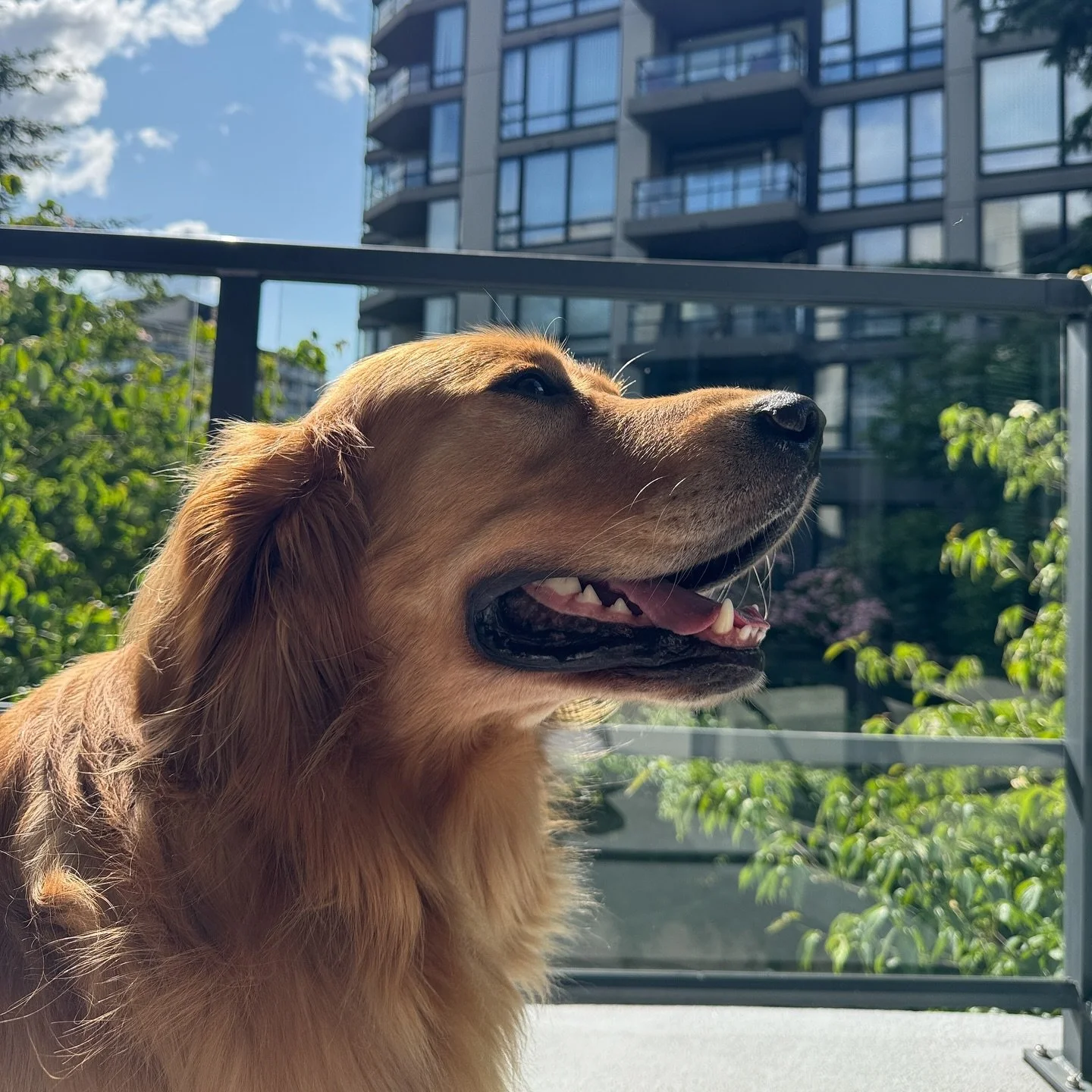 I love you my sweet lulu bear🫶🏼🐻 @lifewithlouie.vancouver