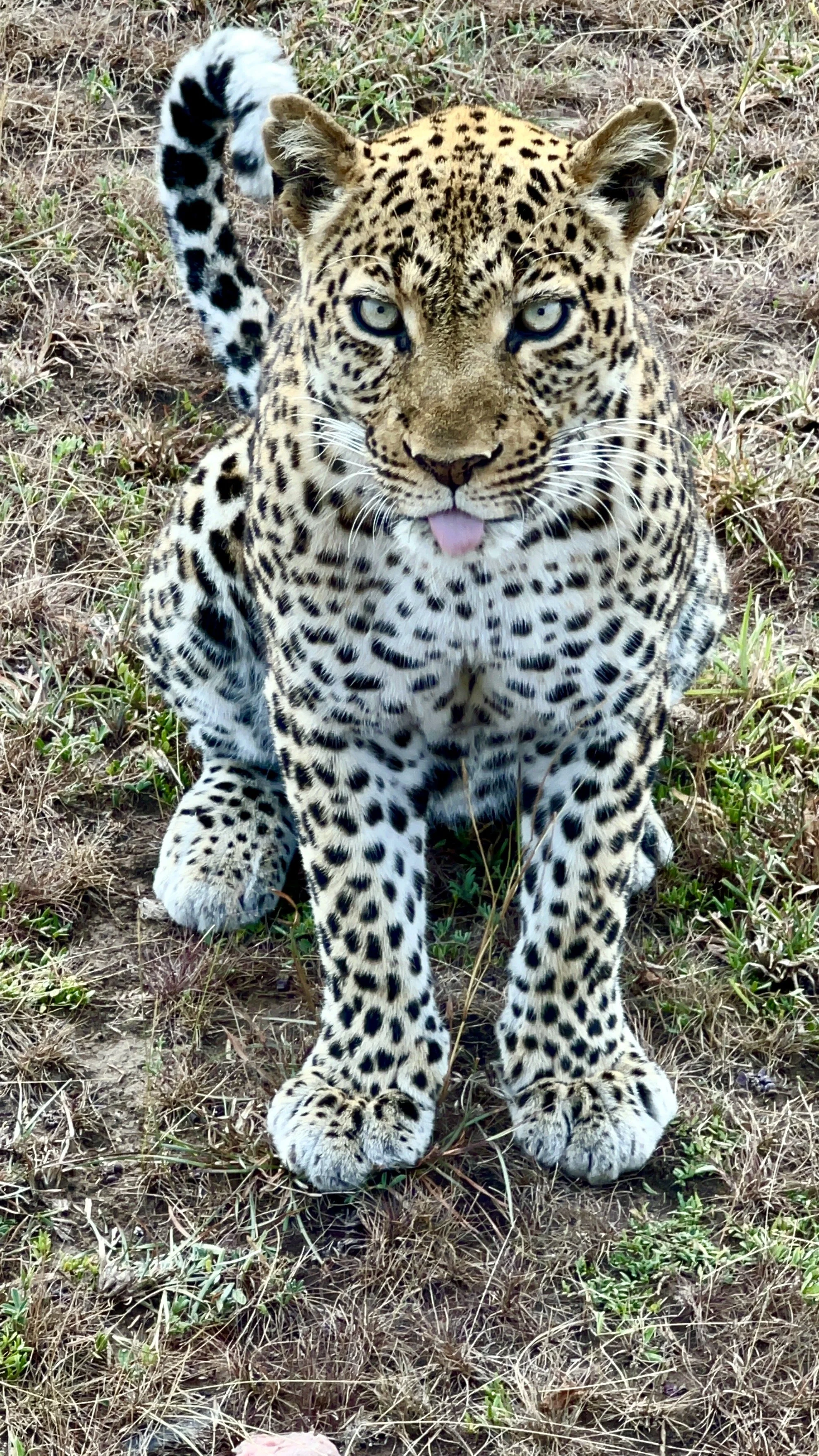 Beautiful leopard on safari in Uganda