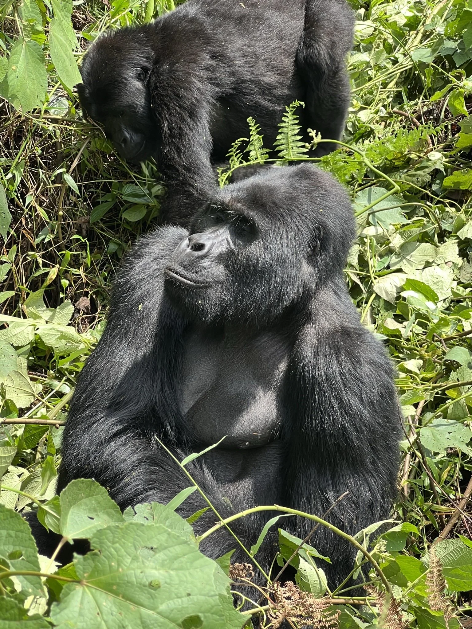 Mountain gorillas in Uganda