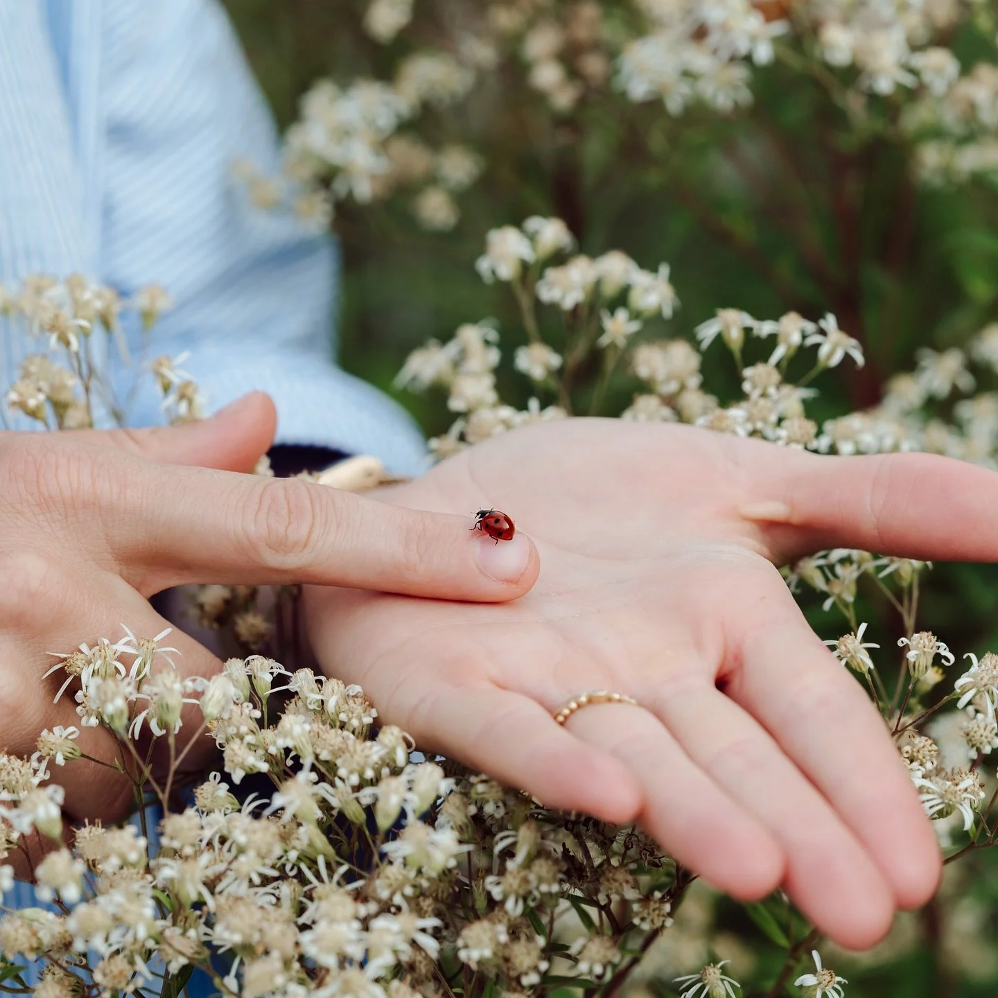 🐞✨ Een tuin die niet alleen mooi is, maar die ook aantrekkelijk is voor vogels, vlinders en insecten - dat is wat ik met Ecohof cre&euml;er 🌱

Wil jij weten hoe je jouw tuin ook zo natuurlijk en biodivers kunt maken?
👉 Plan een laagdrempelig tuina