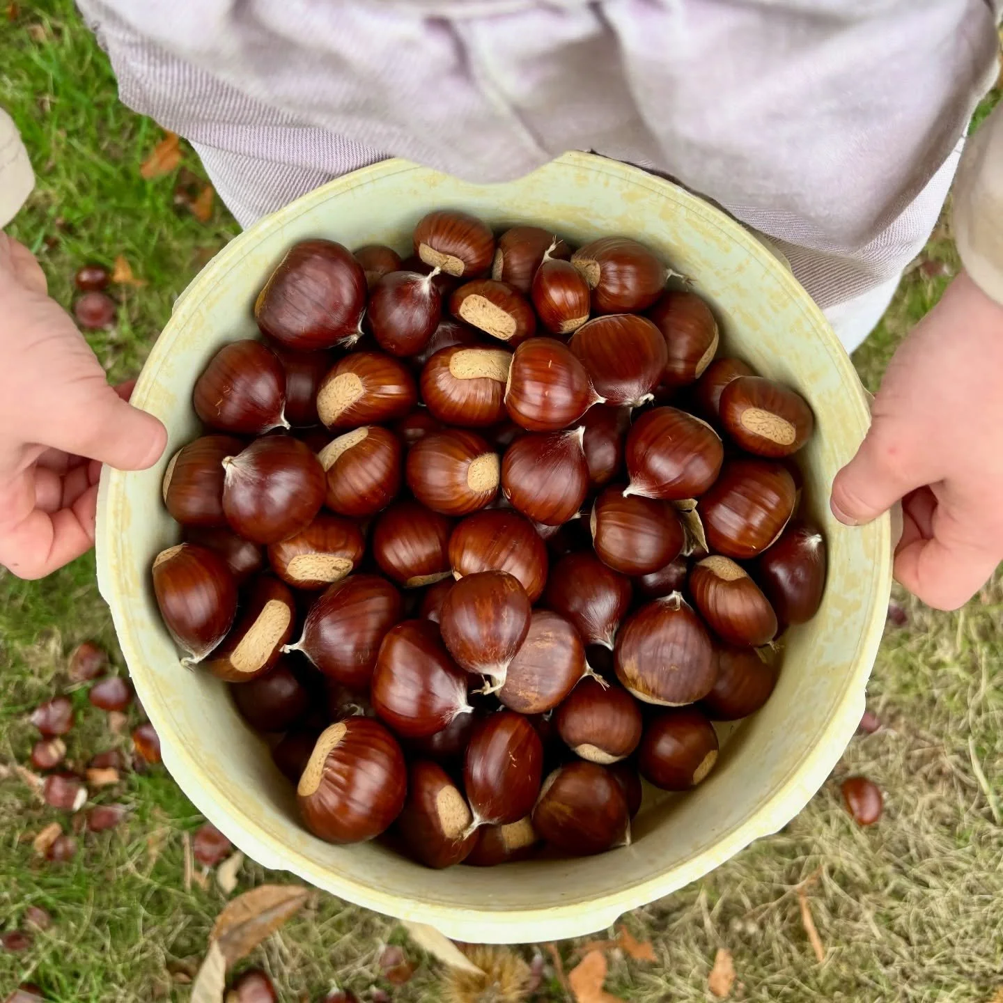 Wist je dat veel notenbomen beurt- en mastjaren hebben? 🌰 In zogenaamde mastjaren produceren bomen uitzonderlijk veel noten, terwijl ze het jaar erna juist wat rust nemen. 

Dit jaar is zo&rsquo;n mastjaar &ndash; en dat zie je aan de overvloed kast