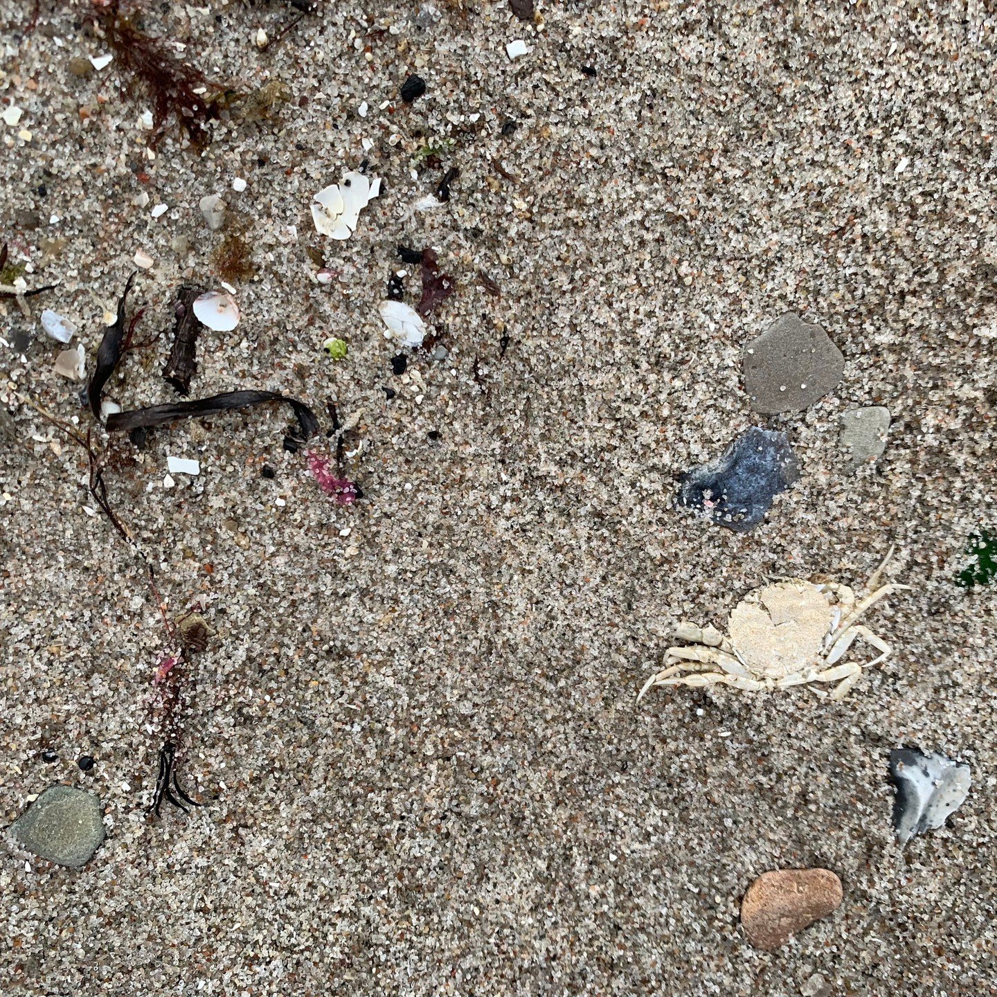 Helt fladmast. Der l&aring; krabben i sandet.

(Den skarpe havbiolog kan m&aring;ske afg&oslash;re, om det snarere er skallen, som en krabbe er vokset ud af).

Uanset hvad, er pointen den samme. Nogle dage er det bare for meget. Vi f&oslash;ler os ma
