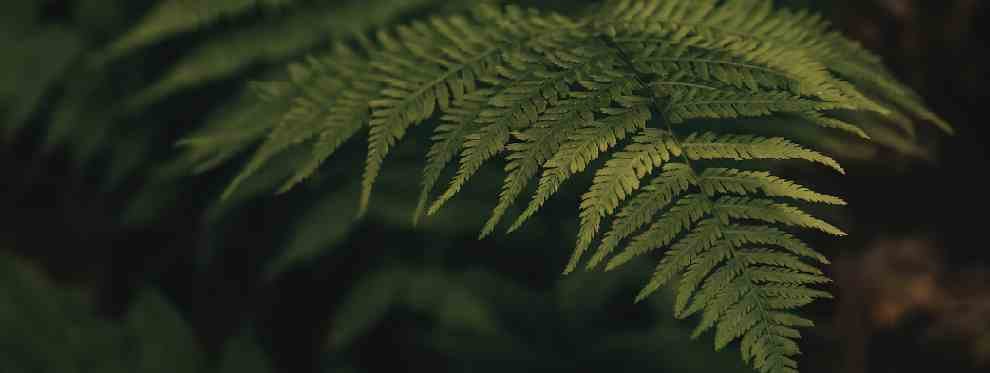 Selling Depth in a World of Bold Claims: Trusting Your Mastery on the Quiet Path