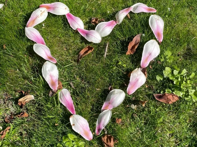 Magnolia Love
