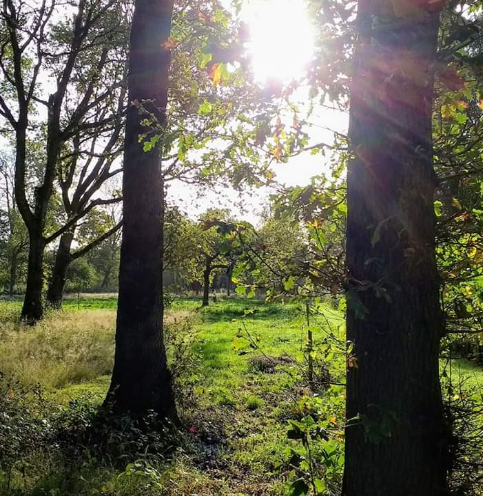 Wrottesley Park Natural Burial Ground
