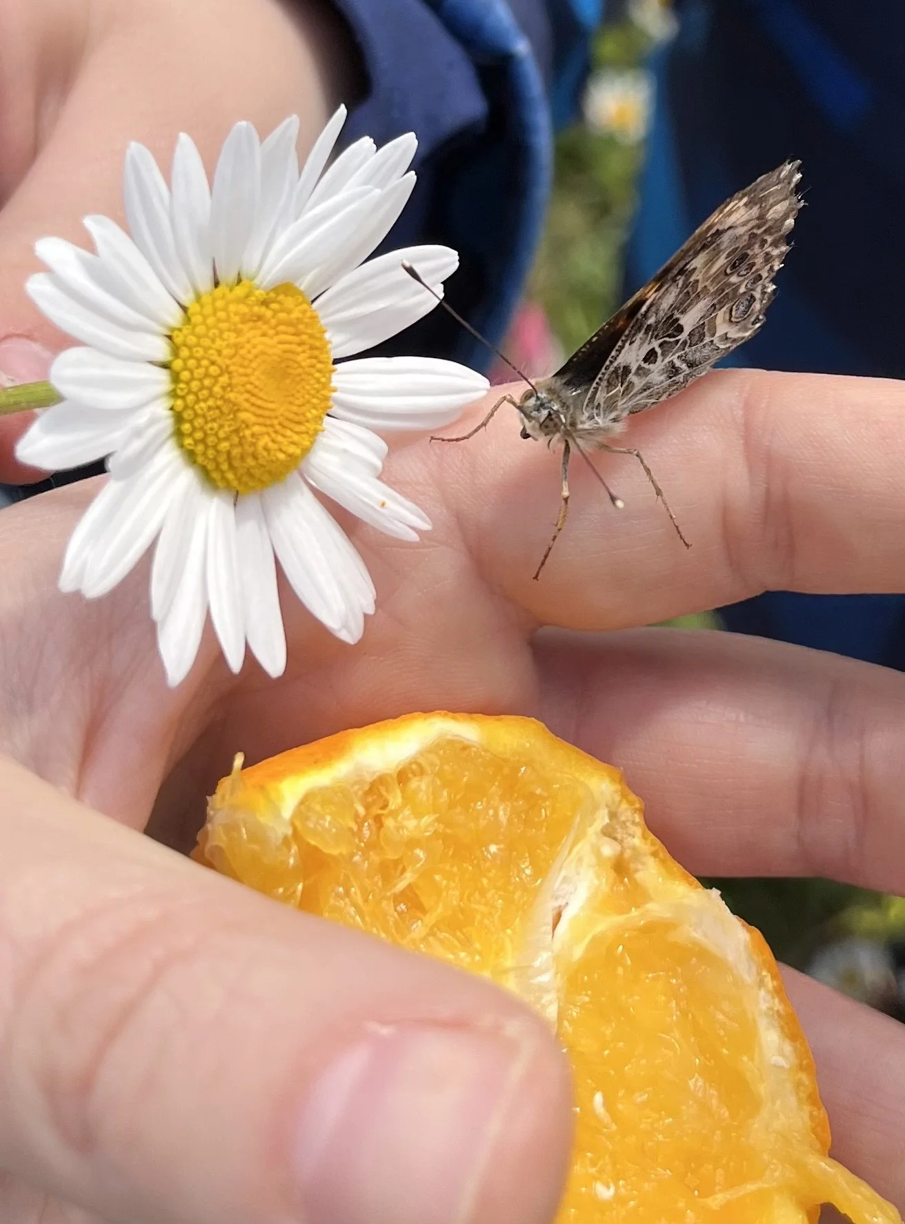 Raupen werden zu Schmetterlingen