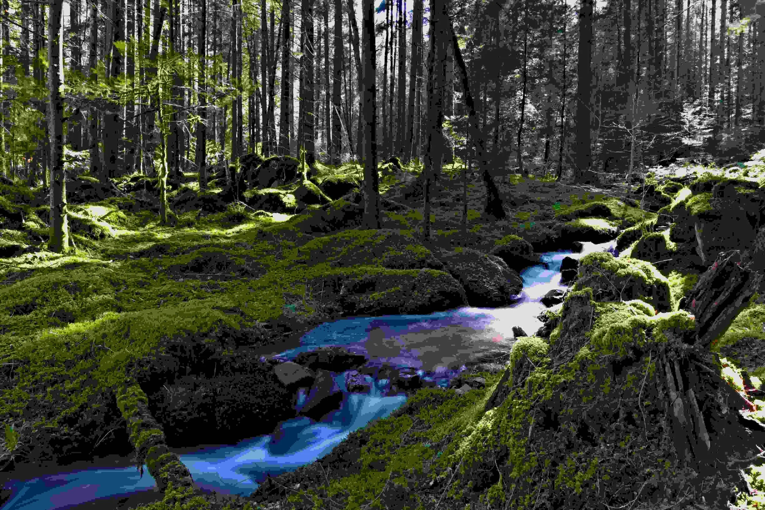 Being Climate- and Biodiversity-smart: pathways for sustainable and resilient forestry and implications for ecosystems, hydrology, and society
