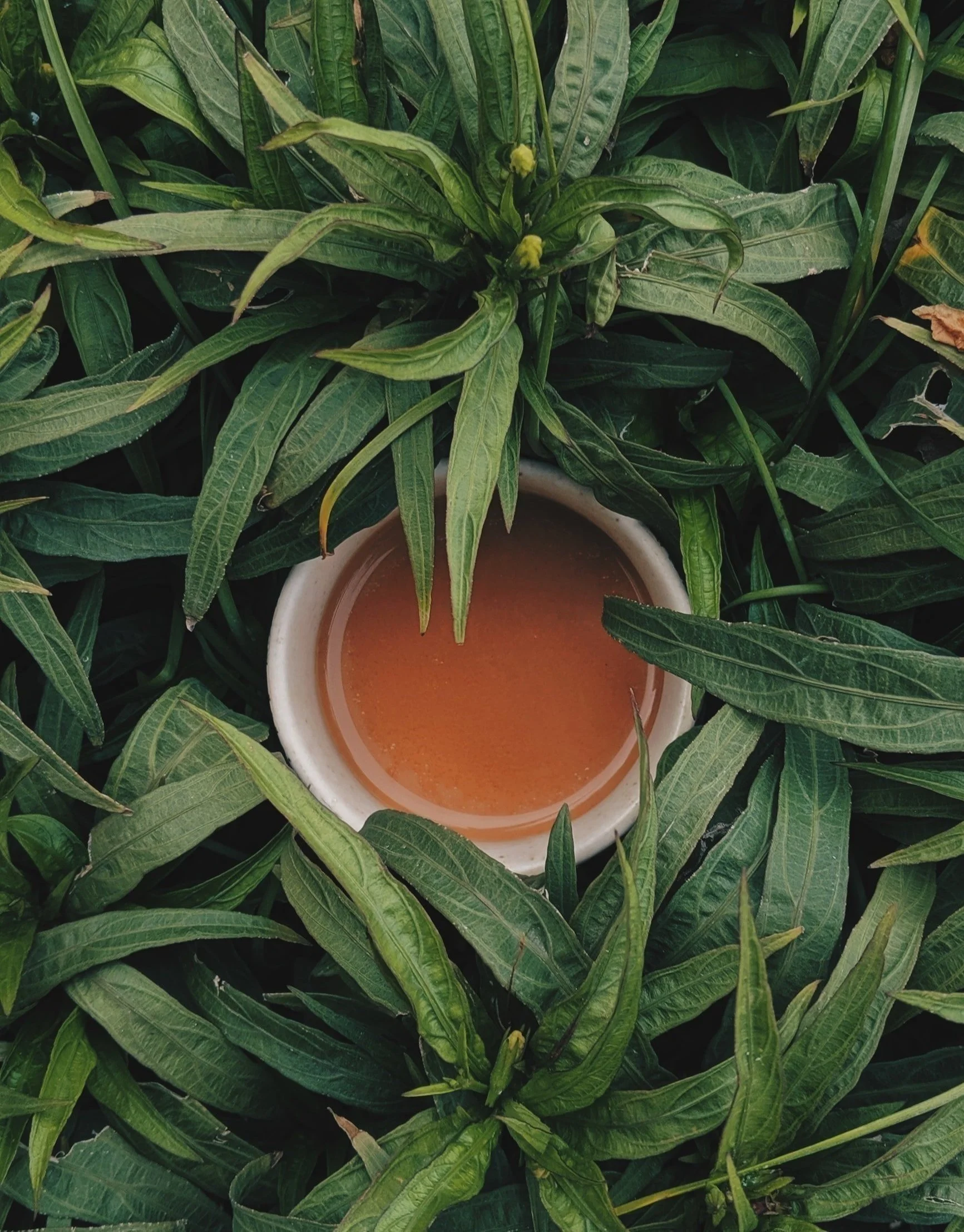 best Kombucha KL Kuala lumpur malaysia