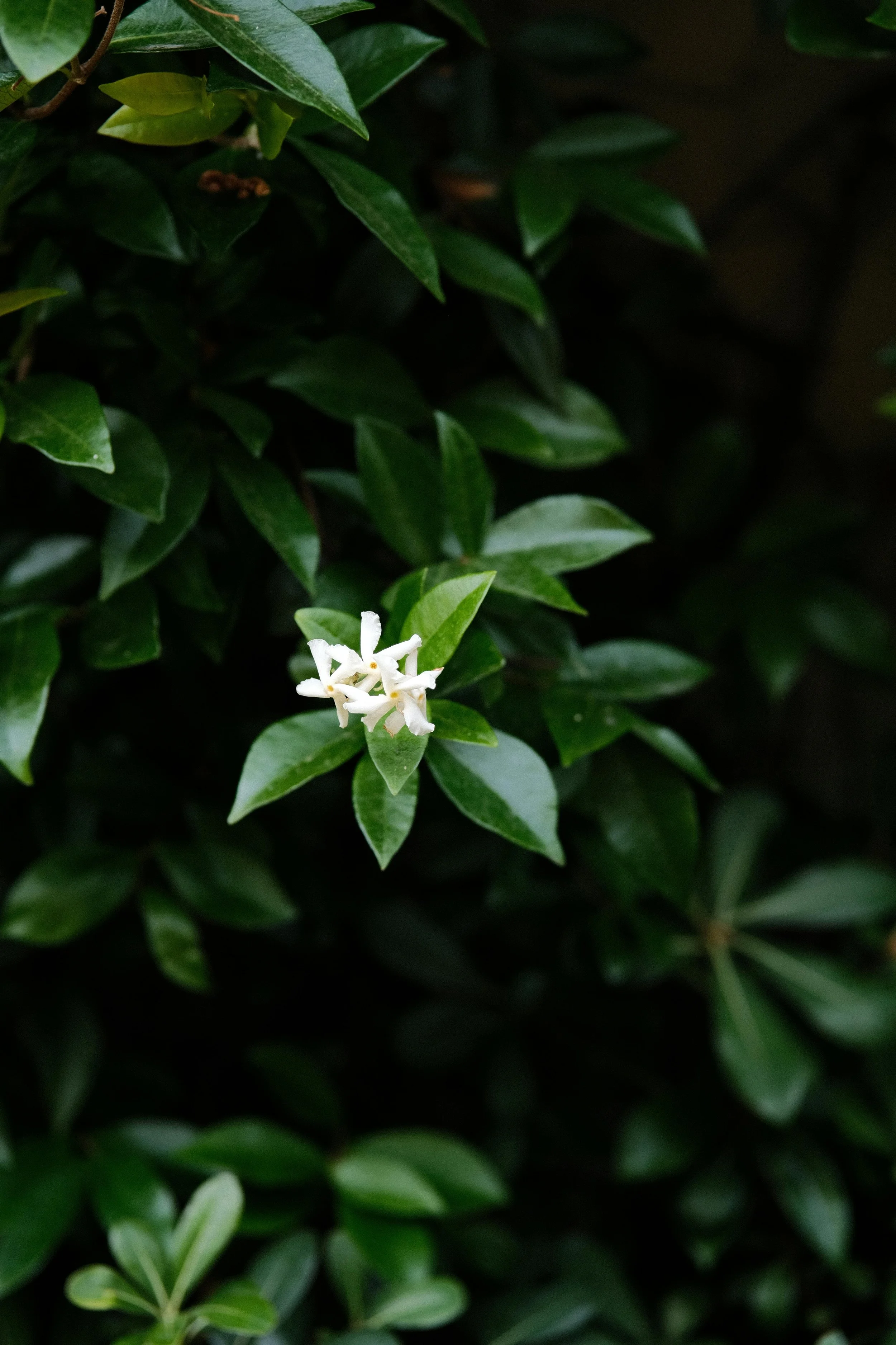 best Kombucha KL Kuala lumpur malaysia 5