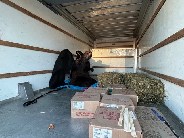 The Moose and the Wedding Cake