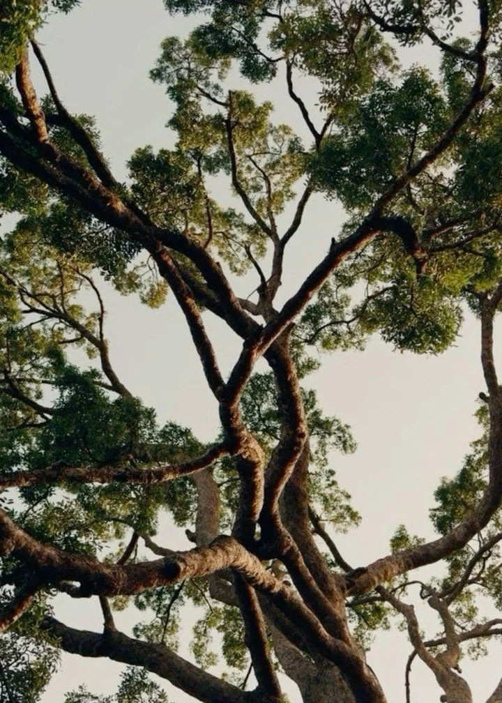 Whenever possible, our wood is sustainable. We hold a FSC&reg; certification, meaning every stage, from forest to final delivery is responsibly managed and fully traceable. We also reuse and recycle wherever we can, from reclaiming post-consumer wood