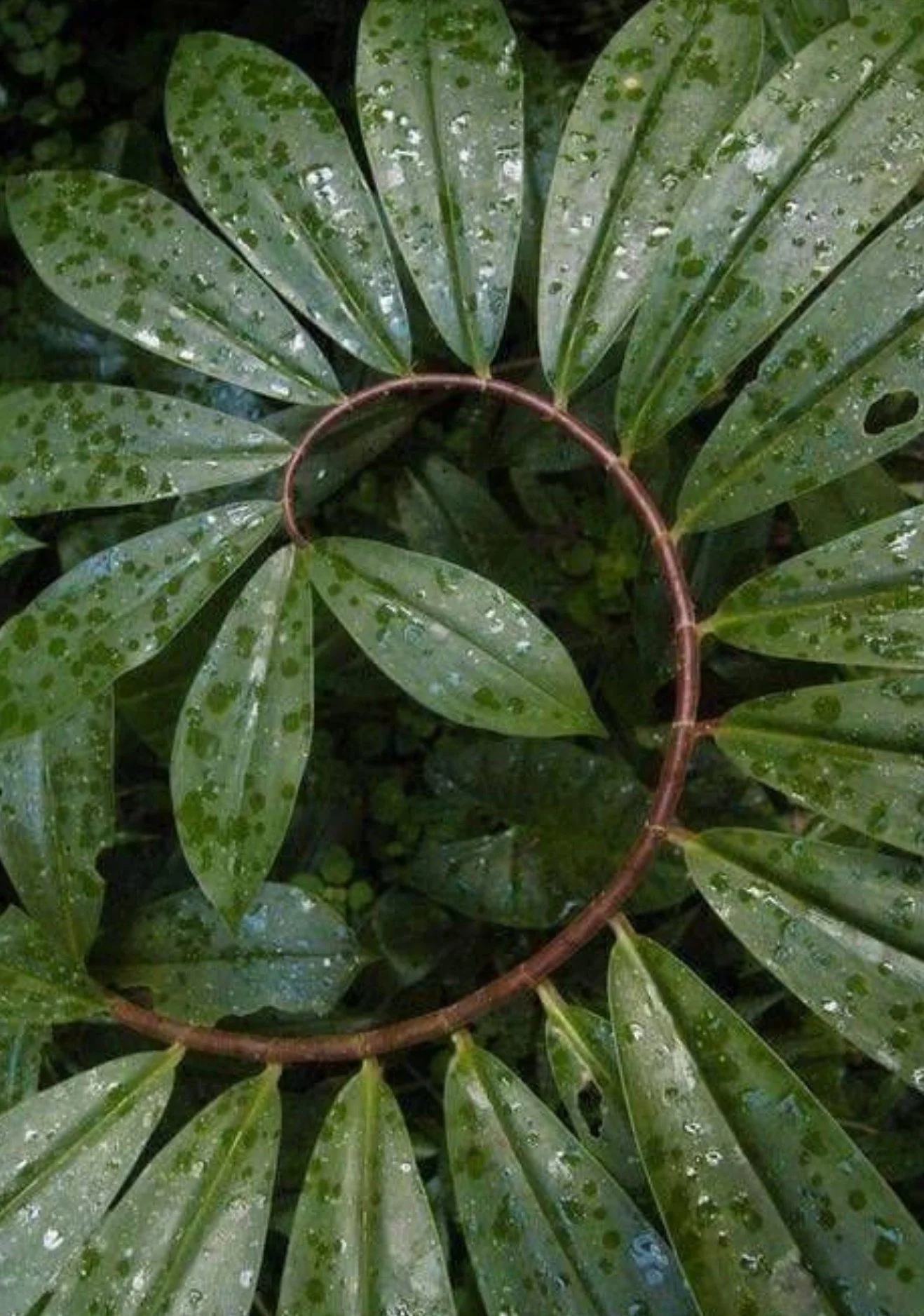 ReCrafting&trade;
Reuse. Restore. Reimagine.

#thurstan