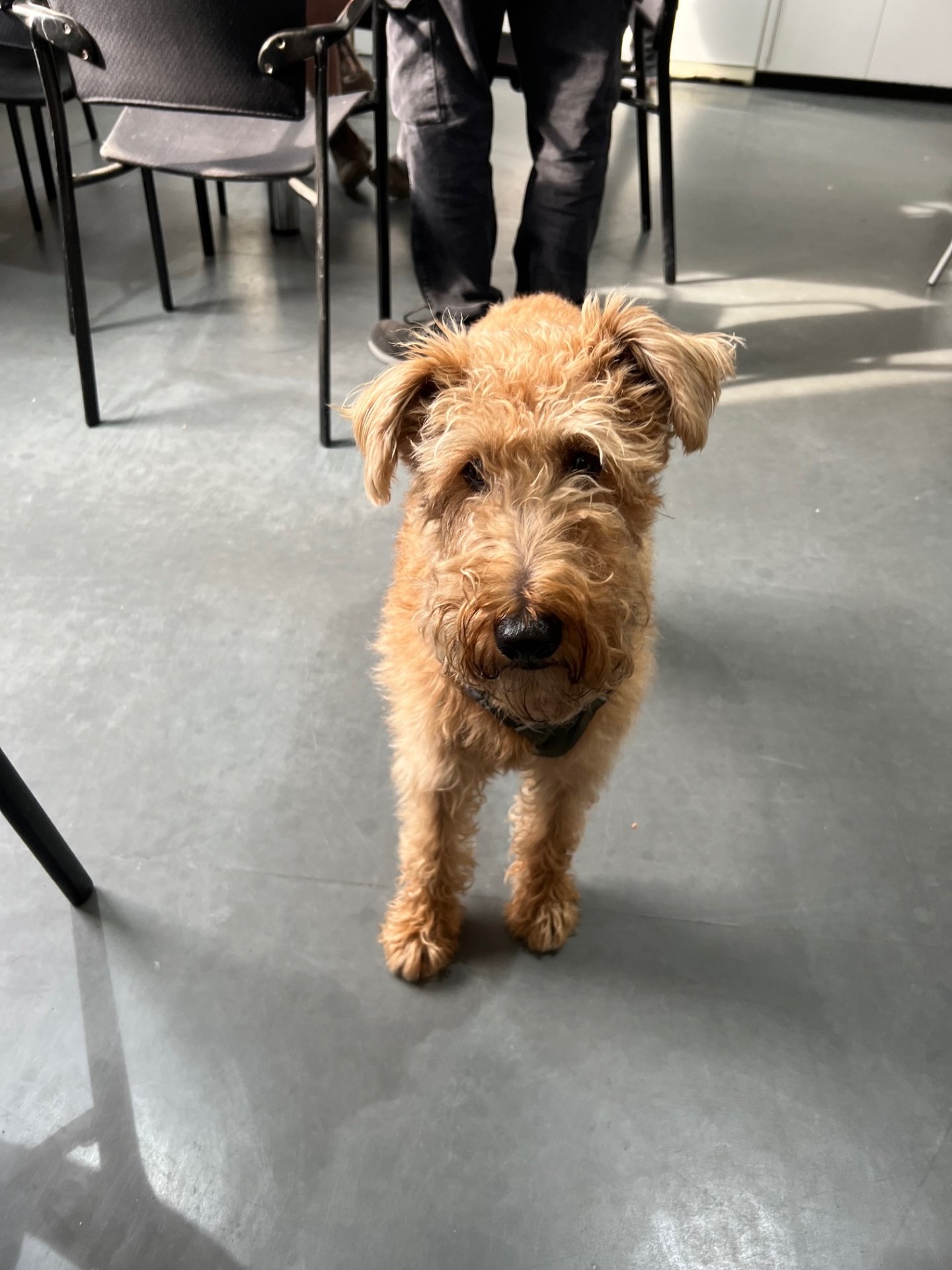 Murphy keeping an eye on the team. 

Photo by Alex 

#officedog