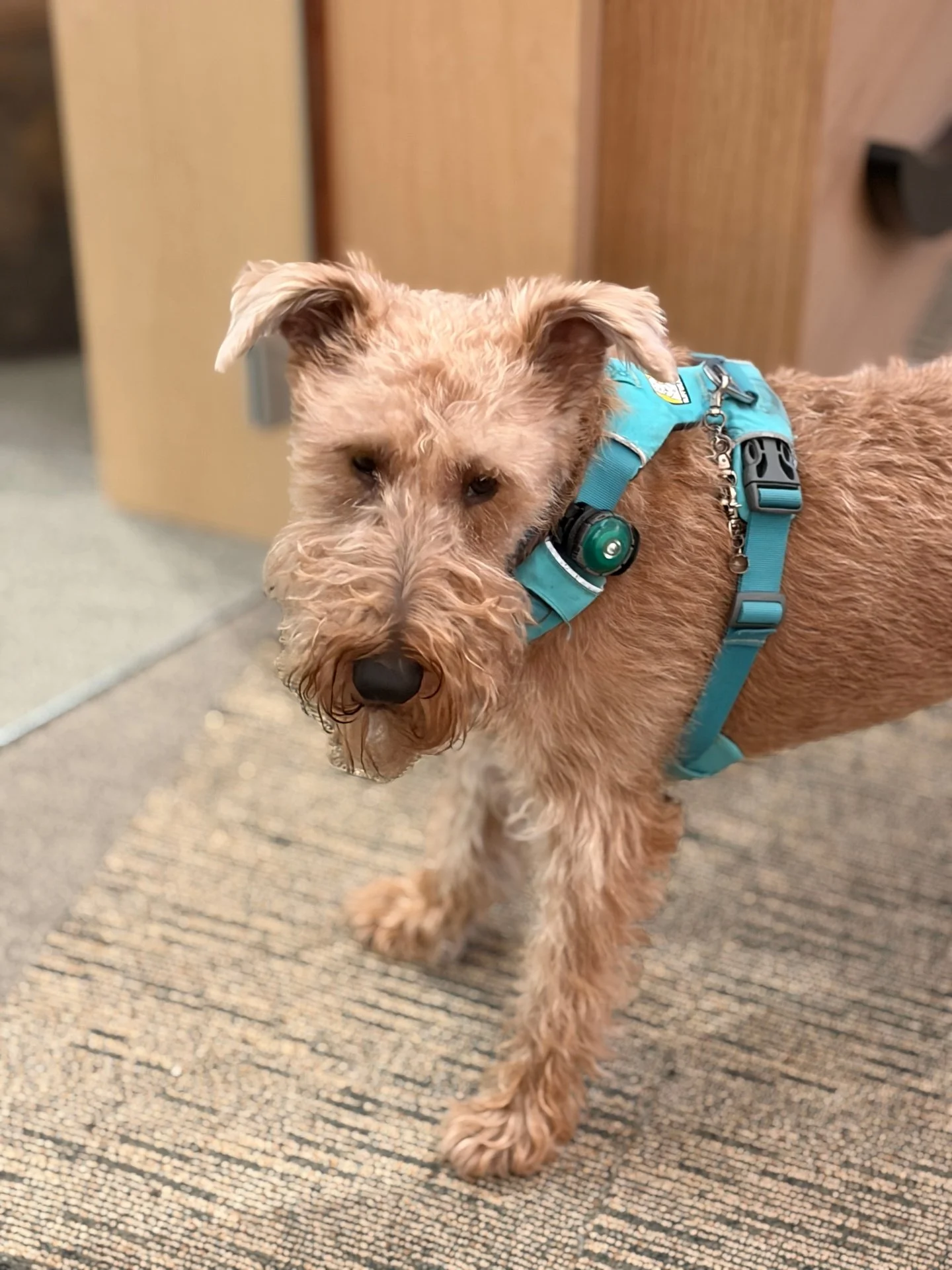 Murphy wishing you a great Bank Holiday. 

#officedog
