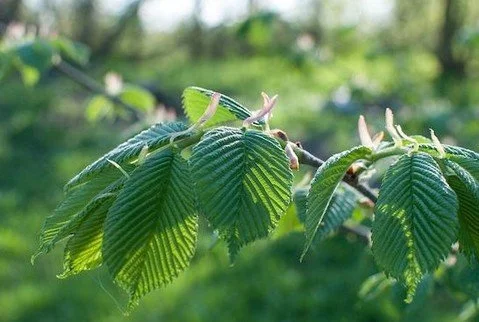 Elm is a tough, characterful hardwood, prized for its interlocking grain and warm, varied colour. Its twisting grain resists splitting, making it ideal for chairs, tables, and traditional joinery. Beautifully suited to rustic and contemporary work, e