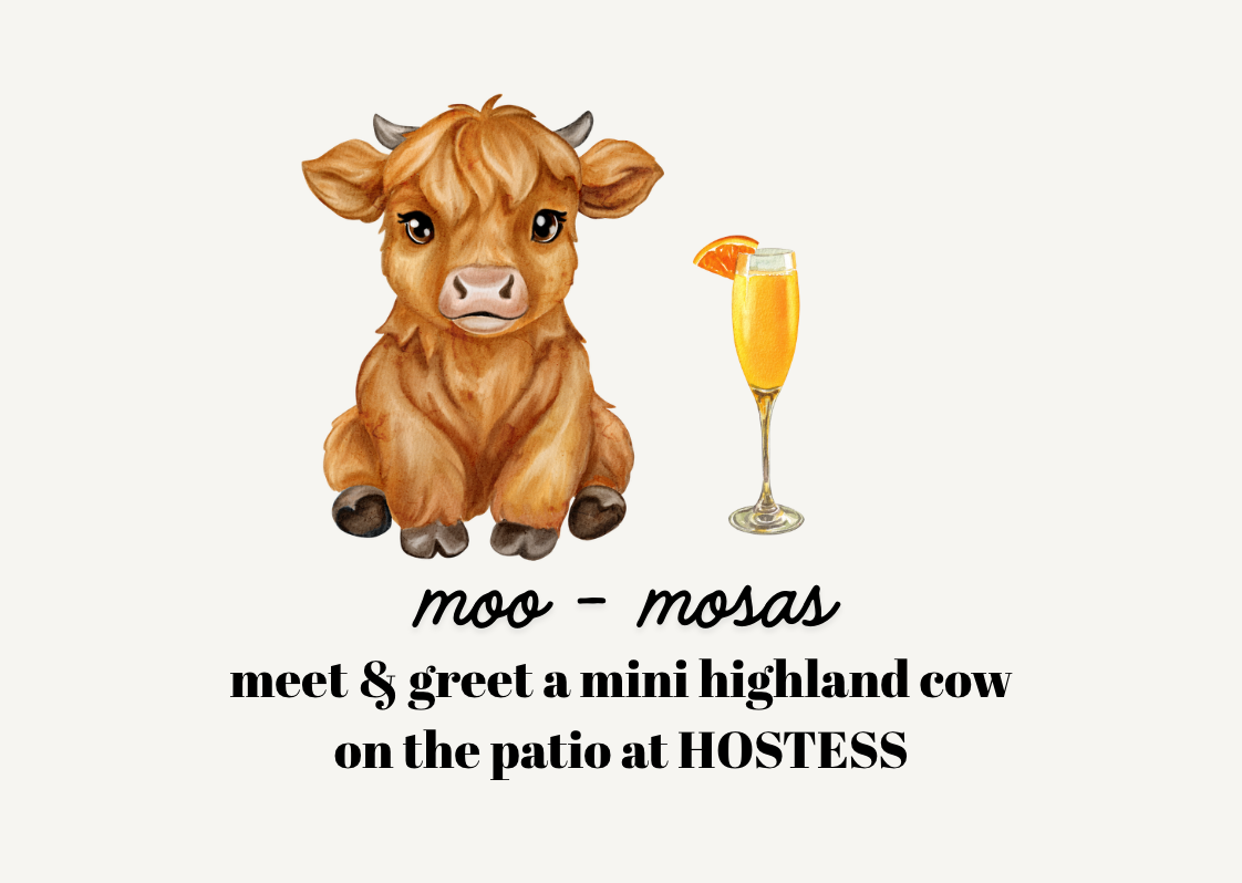 Mini Highland Cow Meet &amp; Greet