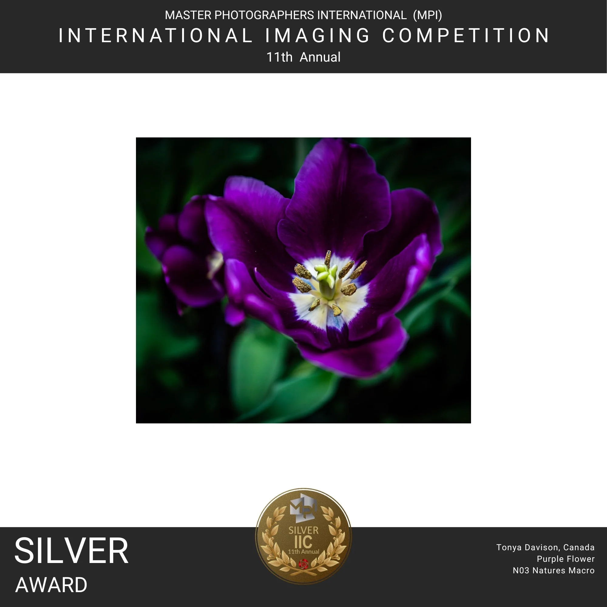 Award certificate for the Master Photographers International 11th Annual International Imaging Competition, with a purple flower and gold medal symbols, awarded to Tonya Davison from Canada for N03 Natures Macro.
