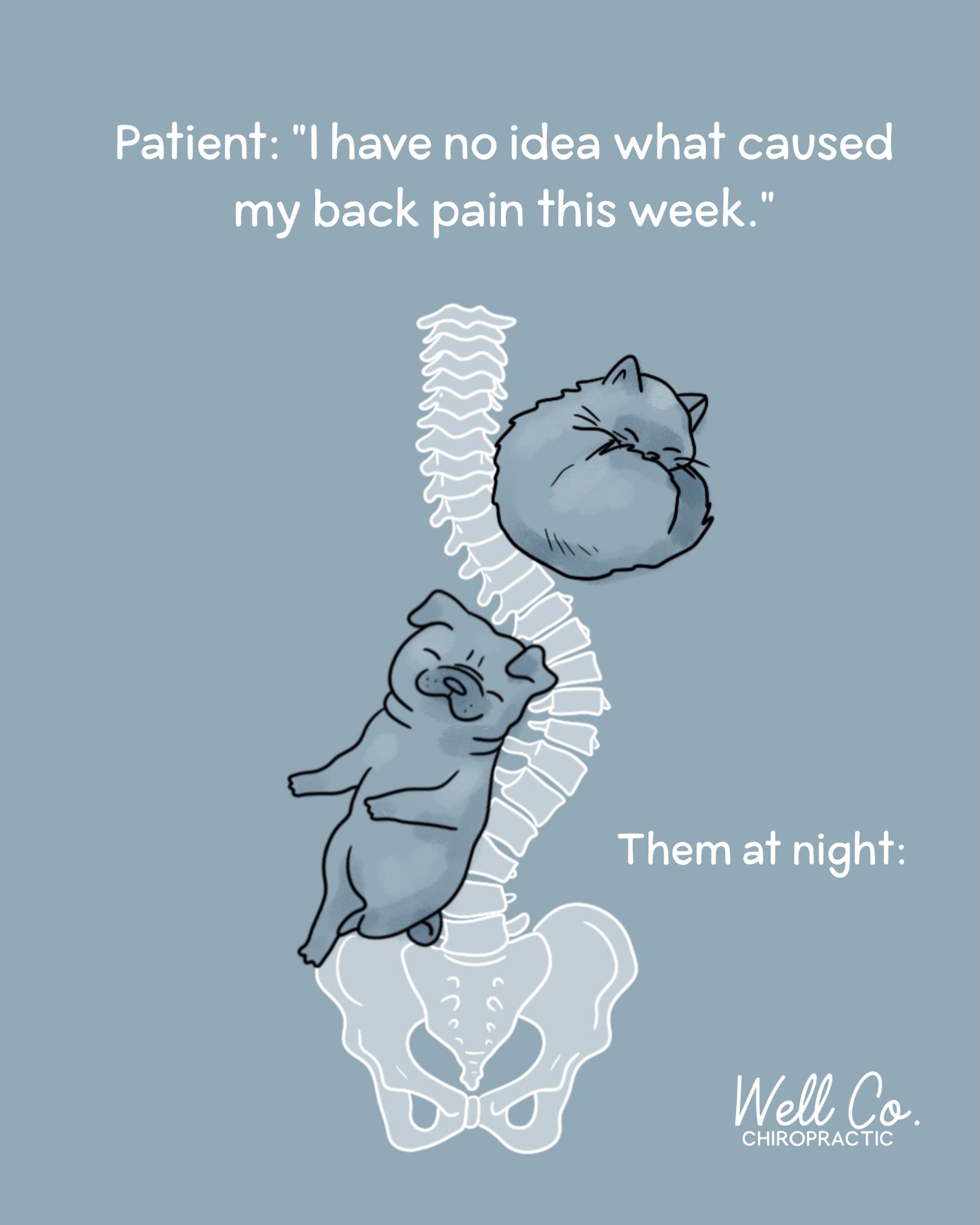 &ldquo;I don&rsquo;t know why it hurts!!&rdquo;

Listennnn I&rsquo;m not saying your dog causes you back pain, it just might not be the best for you RIGHT now 😂

#sarasotachiropractor