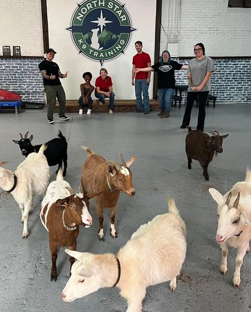 🐐🤝🐶
We had a blast with Sevier Animal Care Center (@sevieracc) and hosting their Goat Yoga last Saturday! 
🐶🤝🐐

Interested in coming to do yoga with some cute lil rescue goats and giving money to a good cause? Check SACC&rsquo;s page for more i