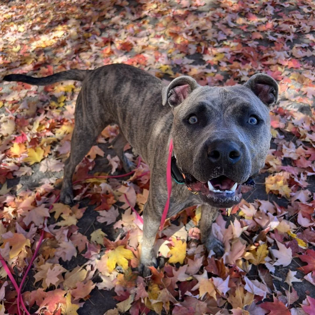 Meet Hank, Mr. Personality 🤪

Hank is a super special boy. He was adopted this summer and his family wanted to set him up for success, so they signed him up for Adventure Training Camp! He is a young bully breed so he was a hyper dude, but we have c