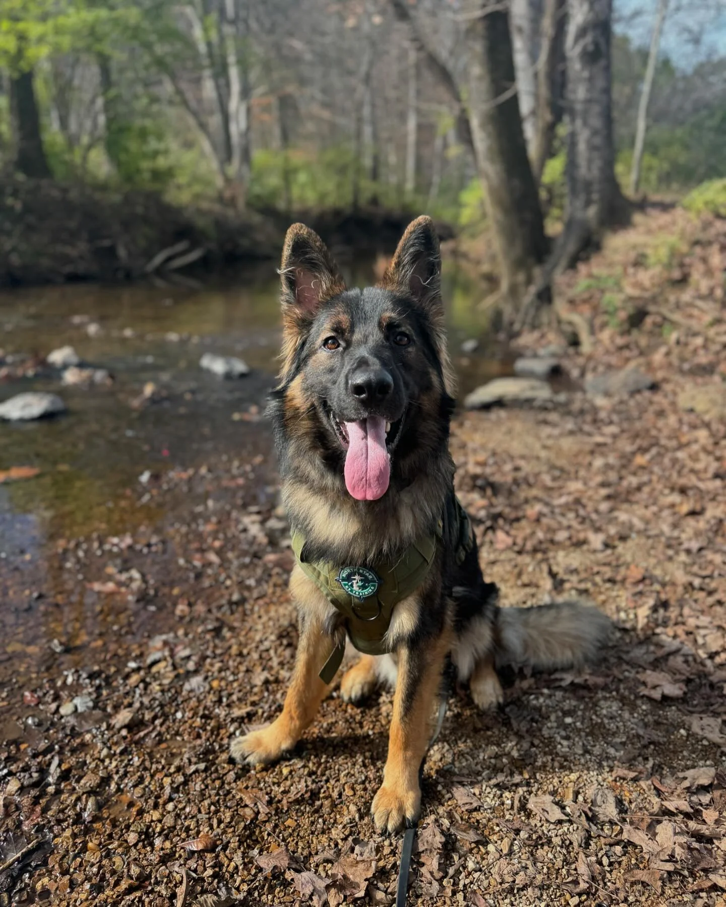Everyone meet Copper! 😍😍😍😍

Copper the Magnificent is here allllll the way from South Carolina to work on his on leash and dog reactivity. He also is working on overall leash skills and impulse control while holding his commands for longer period