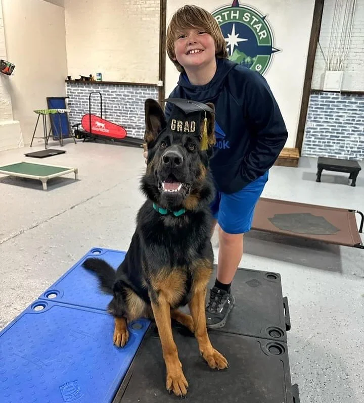 Meet King, the 1-year-old German Shepherd! 🐾 
King joined our private training sessions to tackle his barking and his habit of chasing horses and goats&mdash;classic shepherd traits. With dedication and hard work, King has shown remarkable improveme