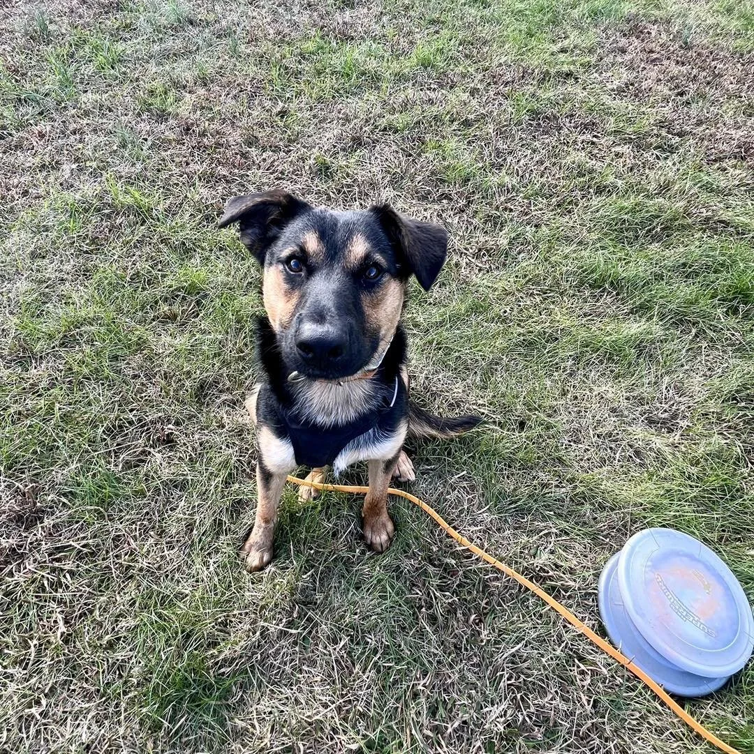 Little foster pup from our friends at Sevier Animal Care Center. He was pulled this morning since the shelter is over capacity and temps are dropping! 🥶 

Please vote in the comments on what name you think suits him best!

#northstark9 #knoxvilledog