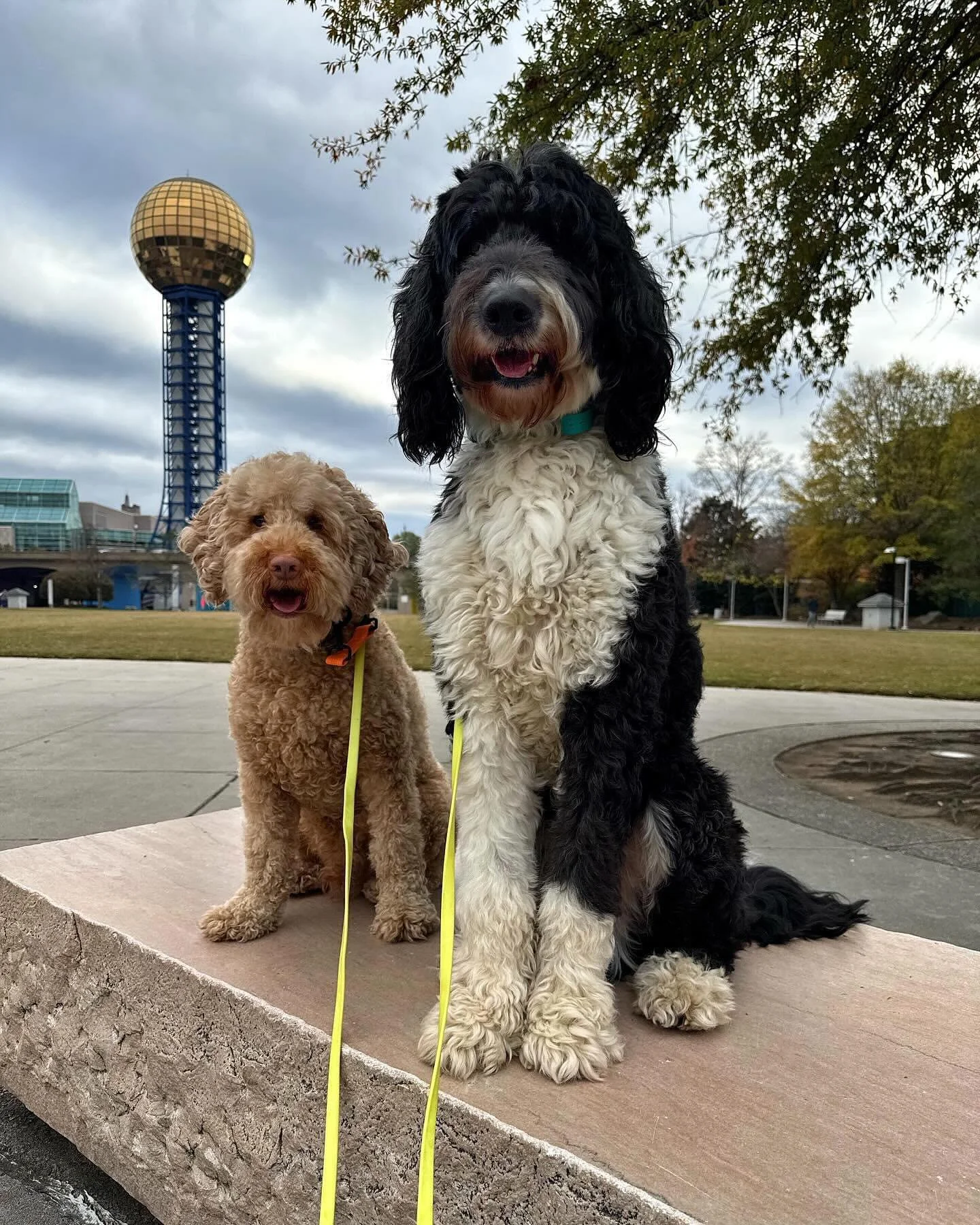 Meet Hagrid and Frodo, our two new adventure campers! 🐾 

These adorable doodles are gearing up for some big adventures as their family prepares to move out of the country. Their parents came to us for help with basic obedience, ensuring they&rsquo;