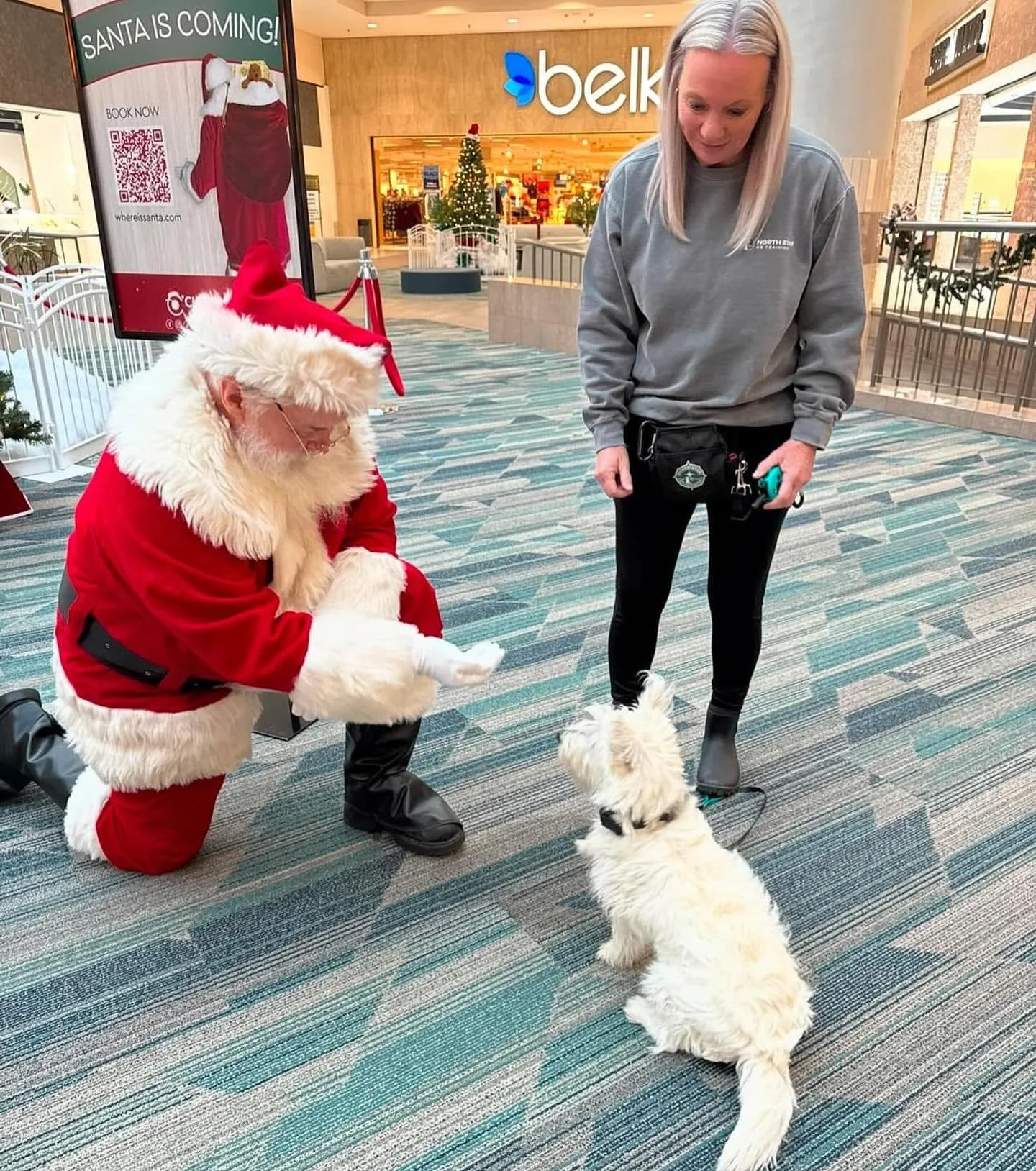When Santa asks you to SIT, you SIT! 
Charlie is determined he is going to be on the nice list this year! 
We think he&rsquo;s right! ❤️

For more cute dog pics and videos, check out Kami Lambert on Facebook, kiki_k9trainer on TikTok and kiki_k9train