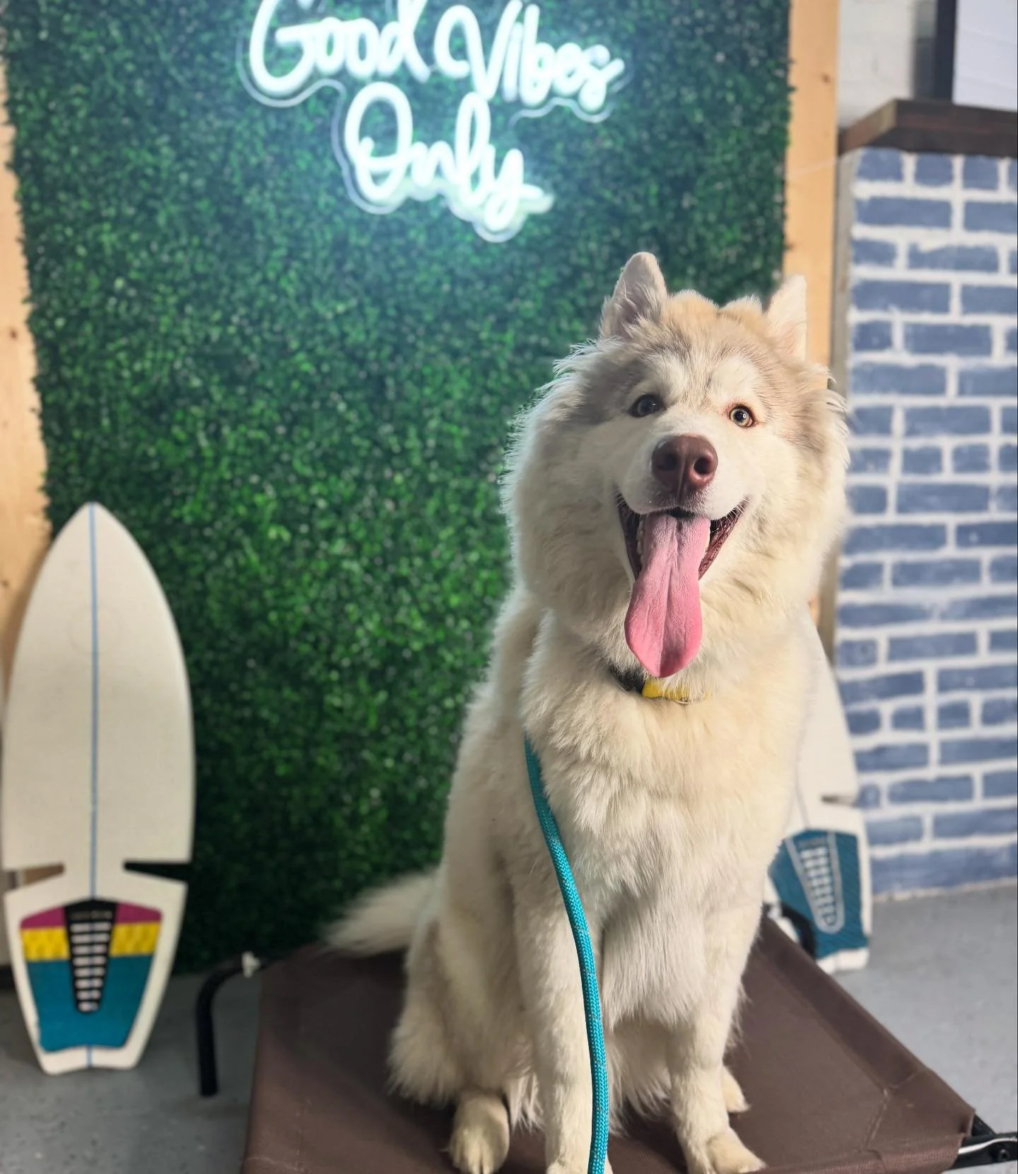 Everyone meet ADOPTABLE Sven aka &ldquo;Yodel&rdquo; from Sevier Animal Care Center! @sevieracc 

This husky puppy is a fun chill guy who we pulled to bring him in from being housed outside when they were critically full. He was really scared and did