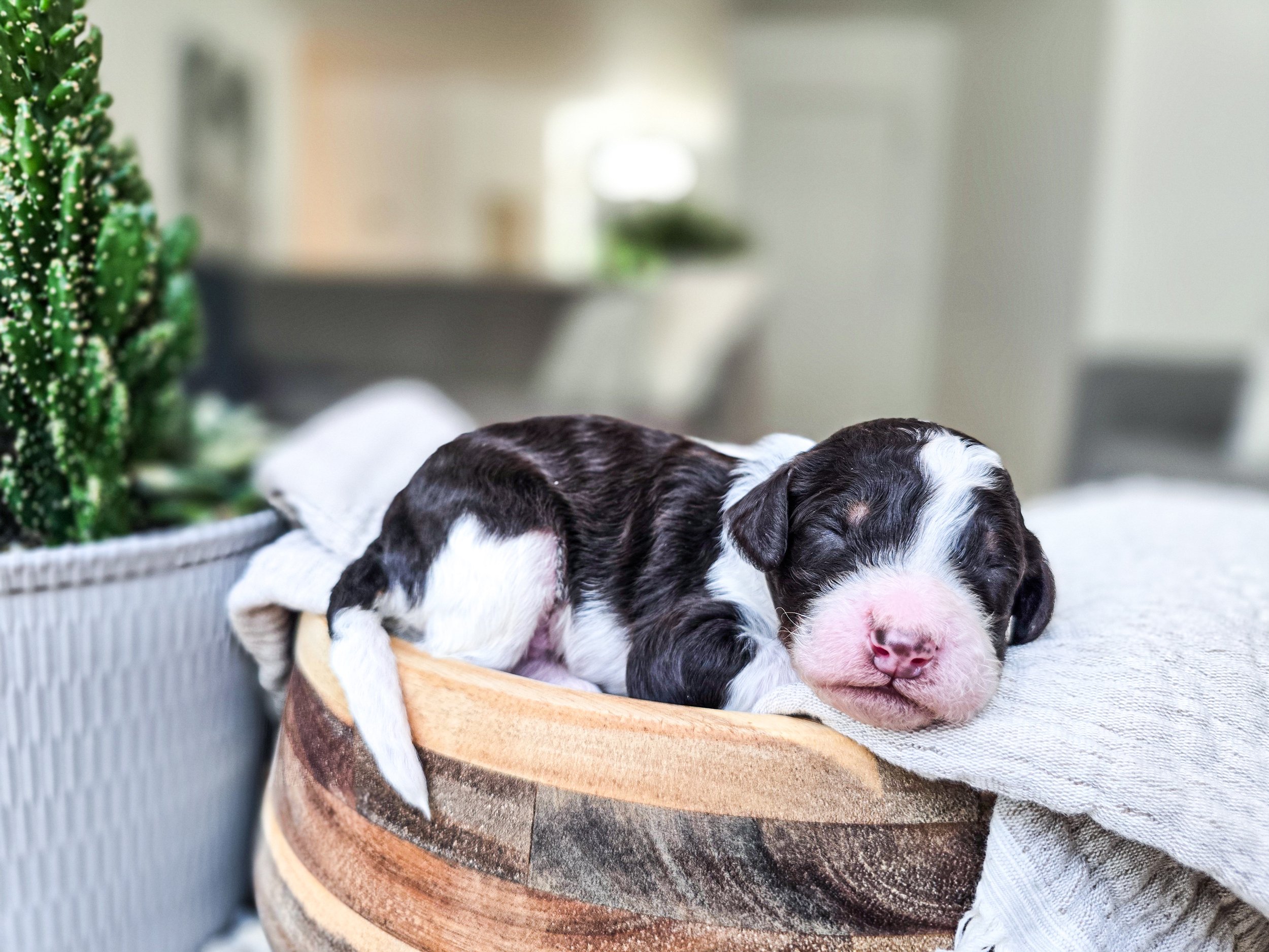 Rocky-male
