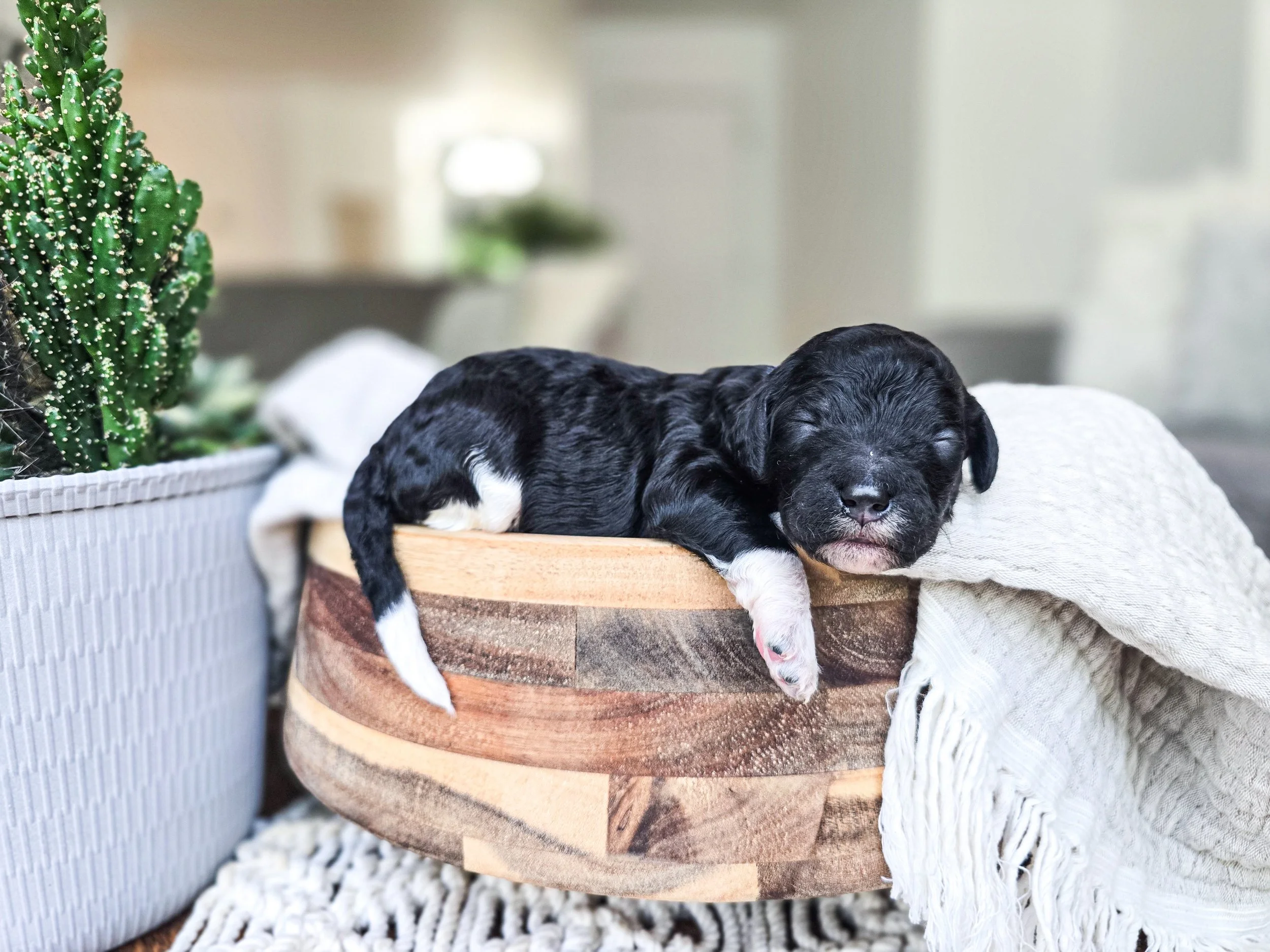 Stanley-male