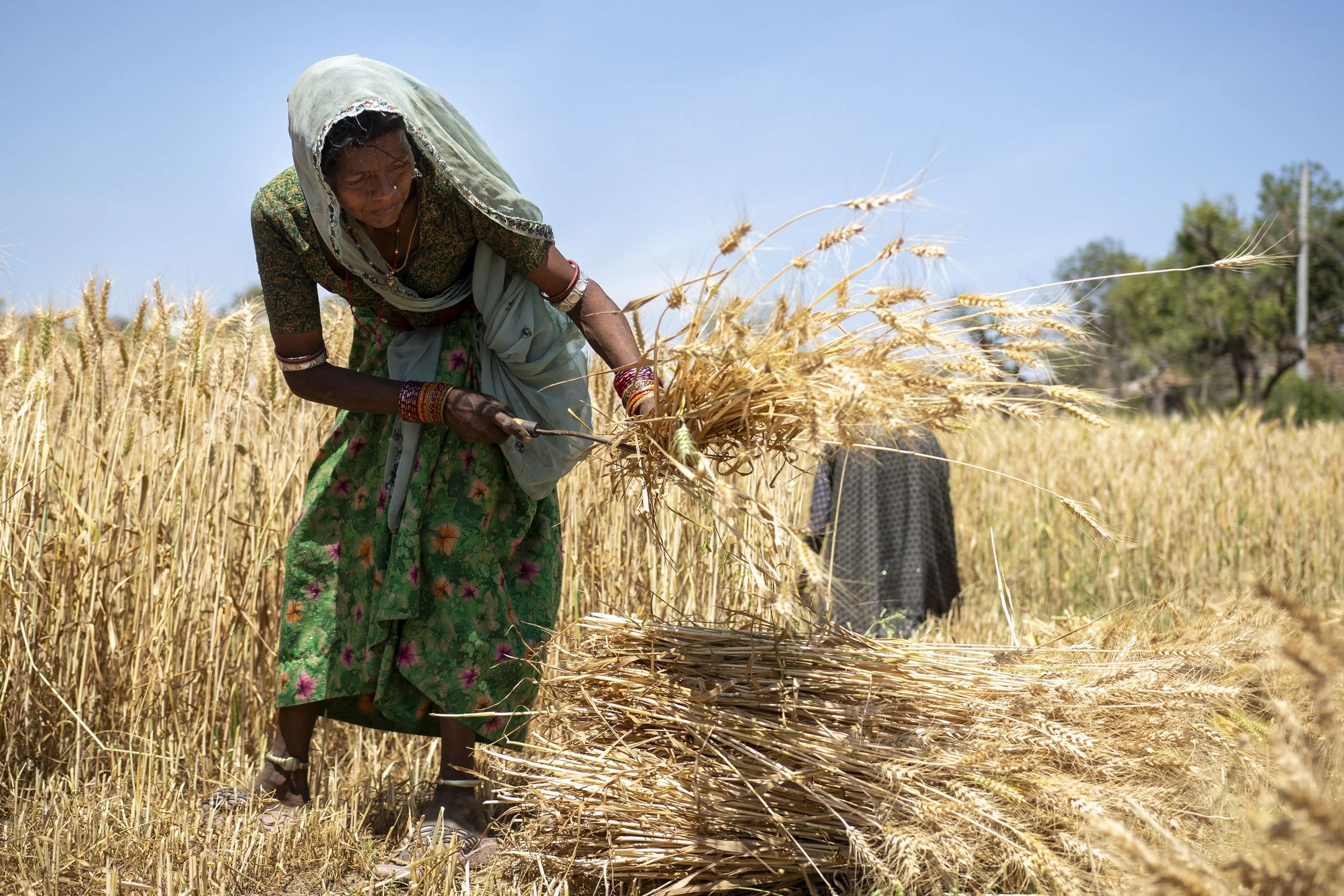 AB_WHEAT_FEILD__0143.JPG