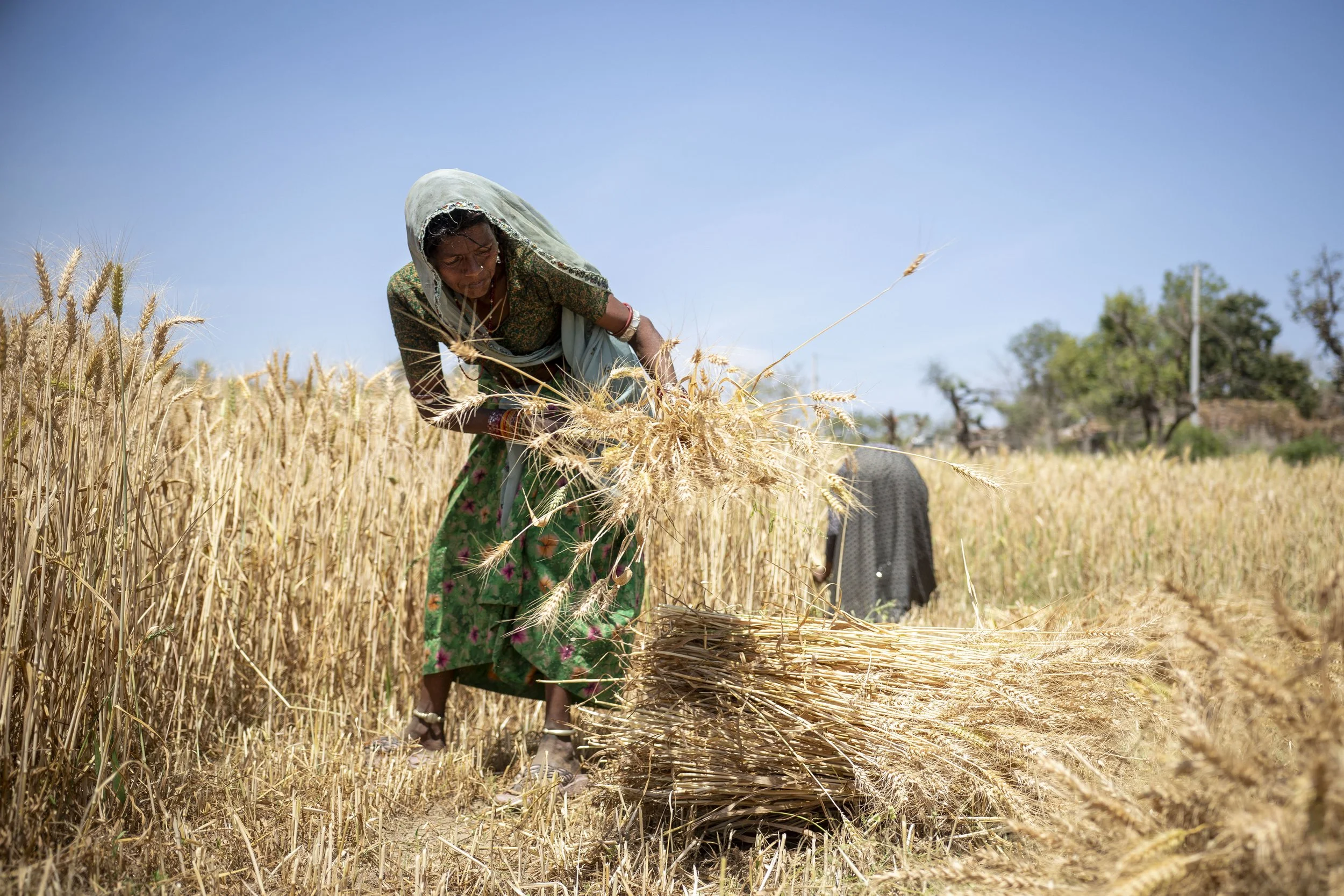 AB_WHEAT_FEILD__0142.JPG