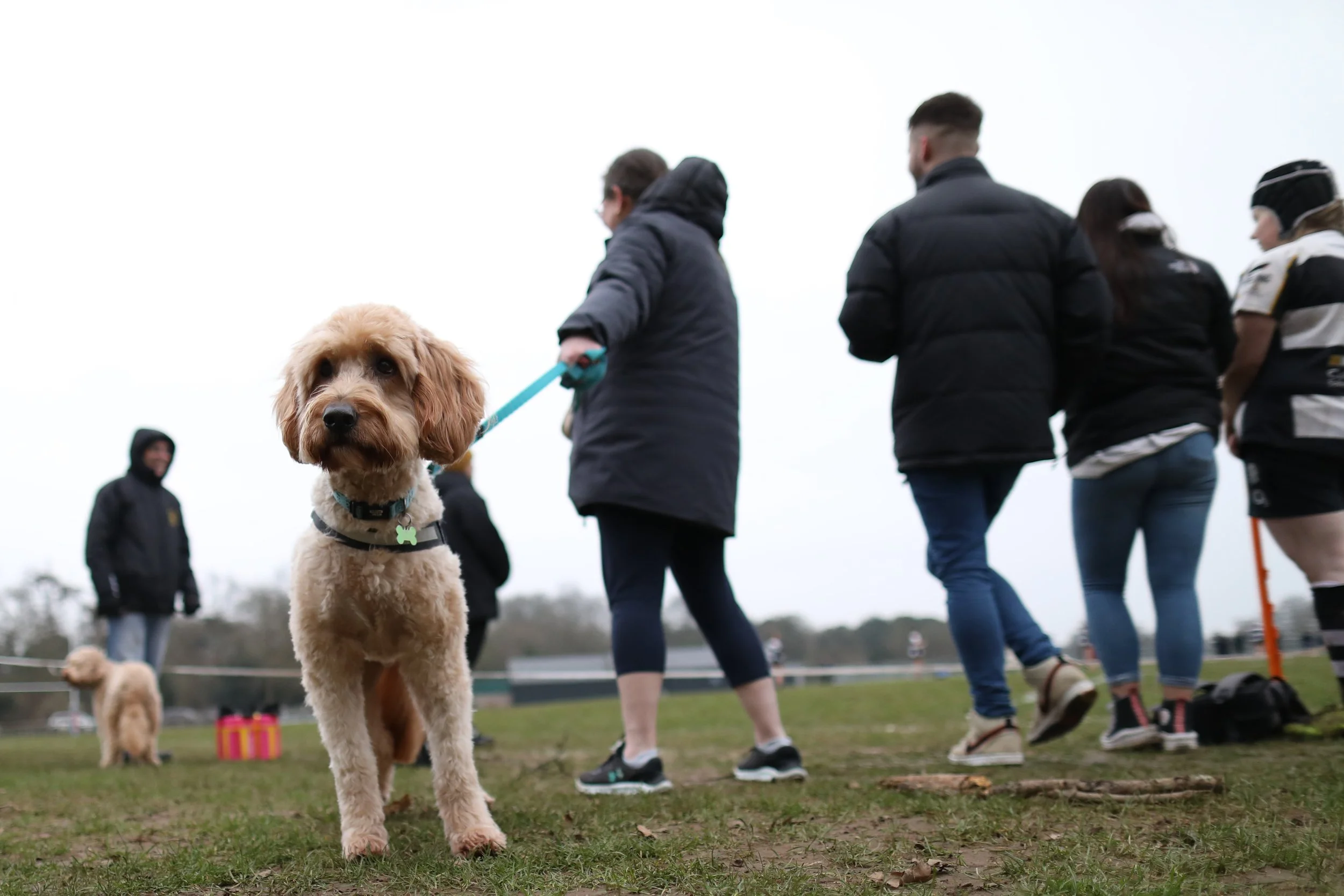 A golden retriever puppy with a blue leash and collar, standing on grass at a dog park on a cloudy day, with several people and other dogs in the background.