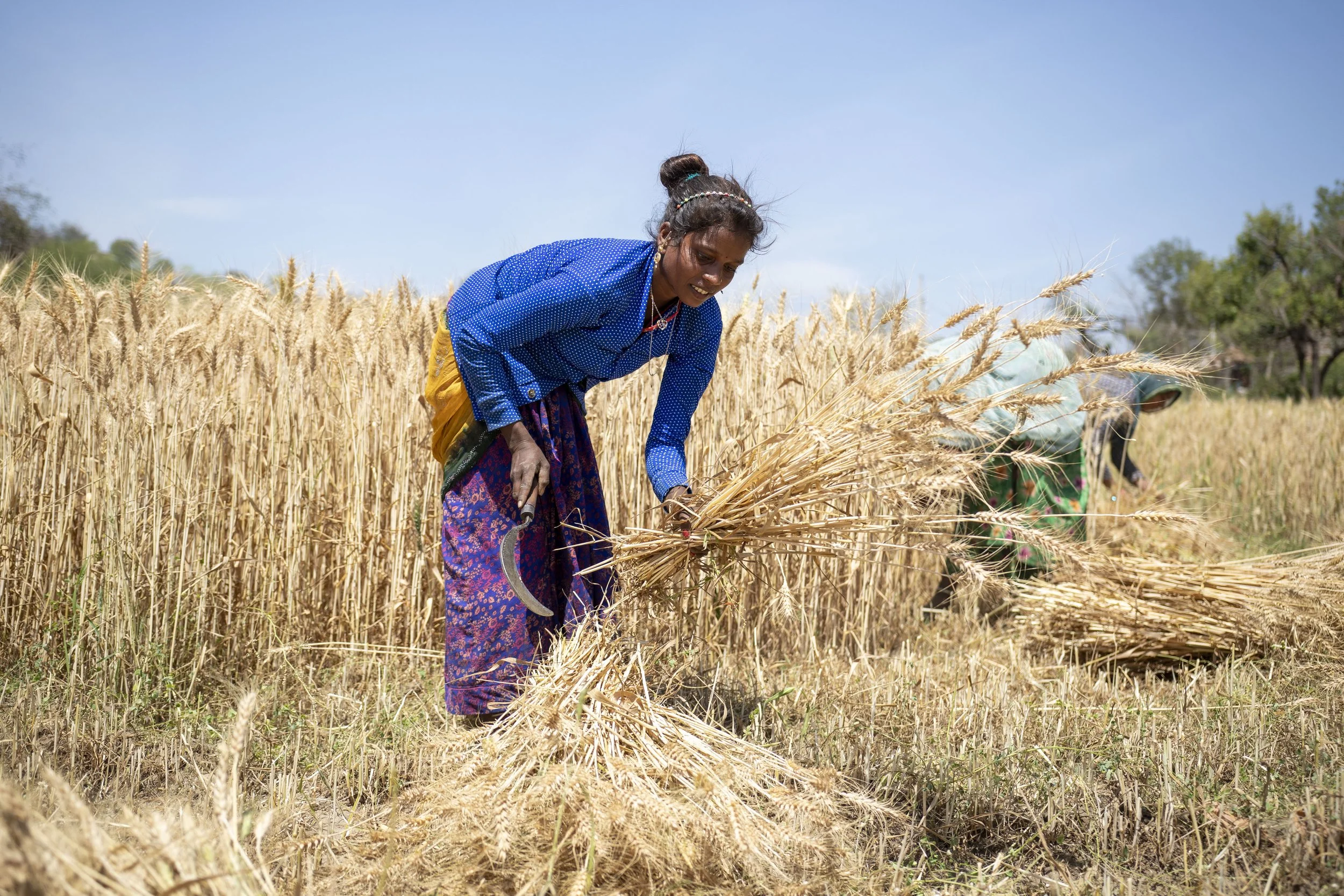 AB_WHEAT_FILED__0152.JPG