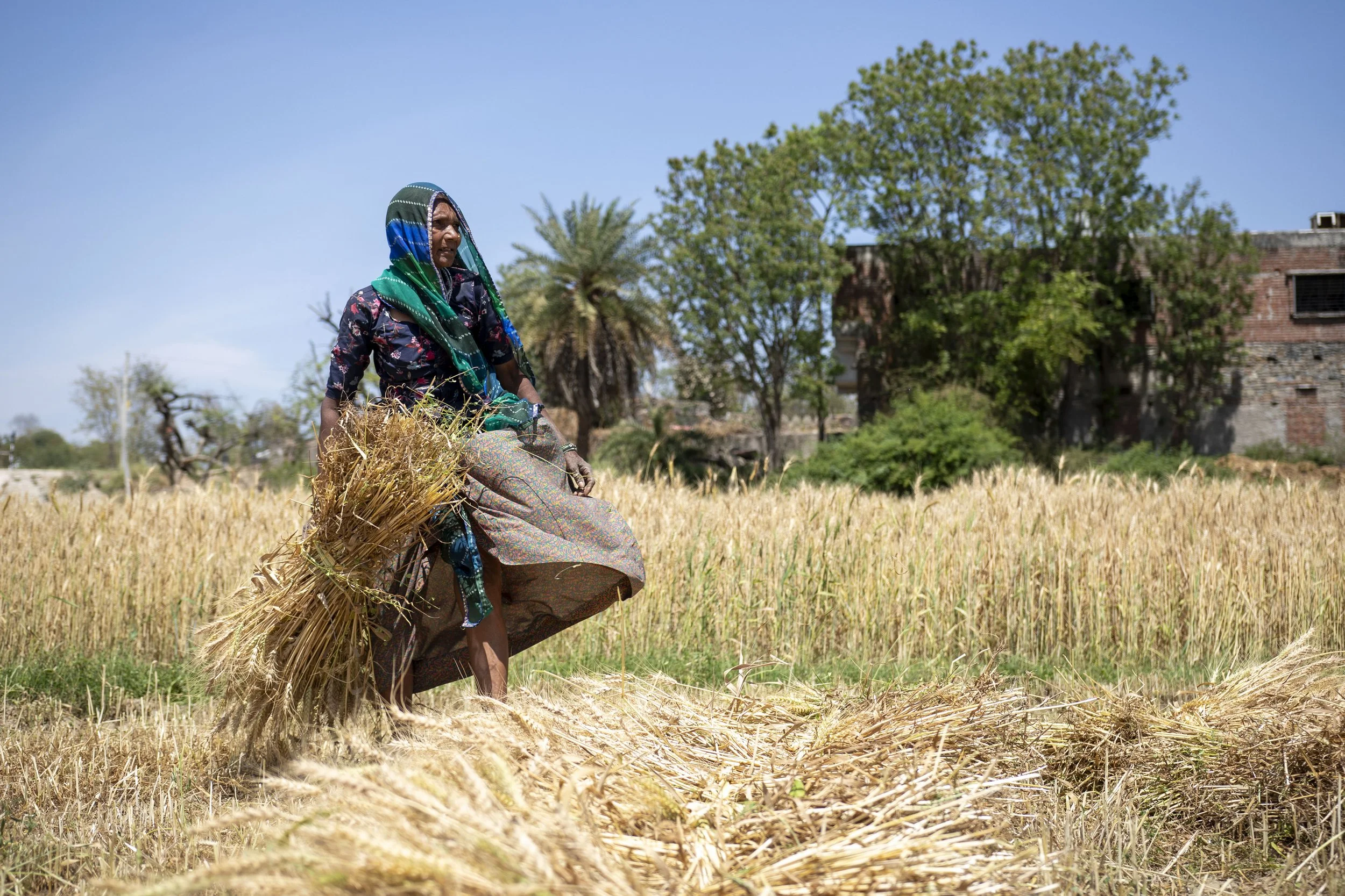 AB_WHEAT_FEILD__0144.JPG